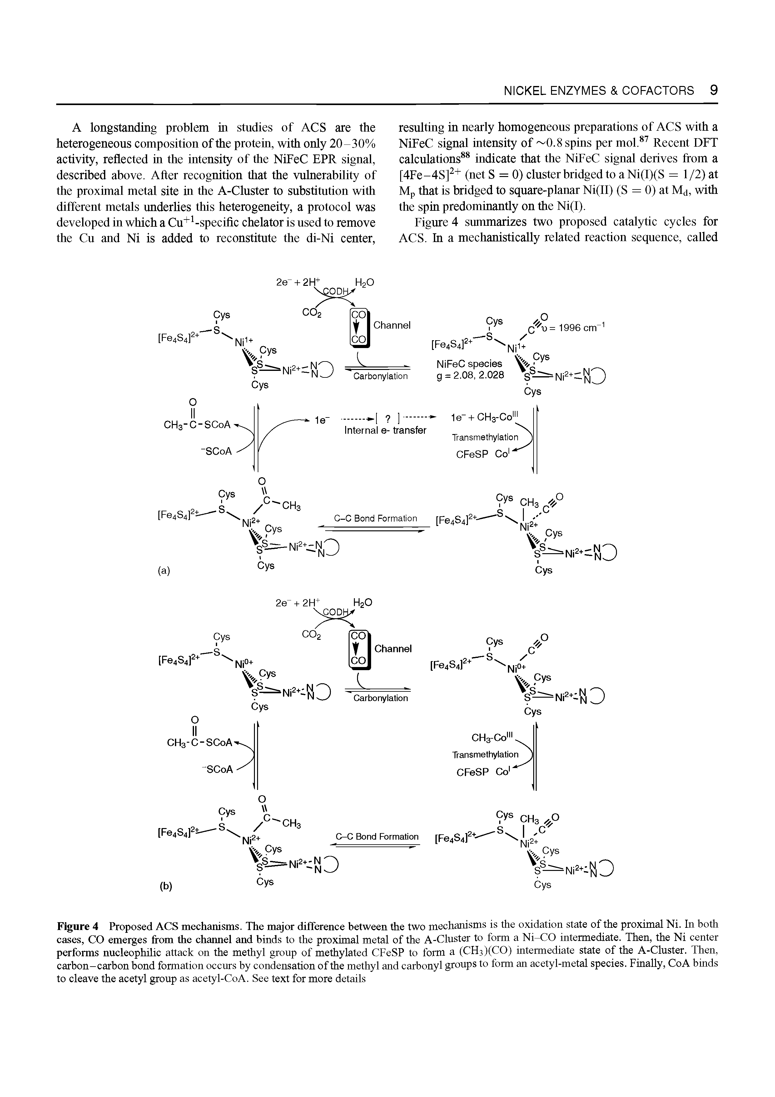Figure 4 Proposed ACS mechanisms. The major difference between the two mechanisms is the oxidation state of the proximal Ni. In both cases, CO emerges from the channel and binds to the proximal metal of the A-Cluster to form a Ni-CO intermediate. Then, the Ni center performs nucleophilic attack on the methyl group of methylated CFeSP to form a (CH3)(CO) intermediate state of the A-Cluster. Then, carbon-carbon bond formation occurs by condensation of the methyl and carbonyl groups to form an acetyl-metal species. Finally, CoA binds to cleave the acetyl group as acetyl-CoA. See text for more details...