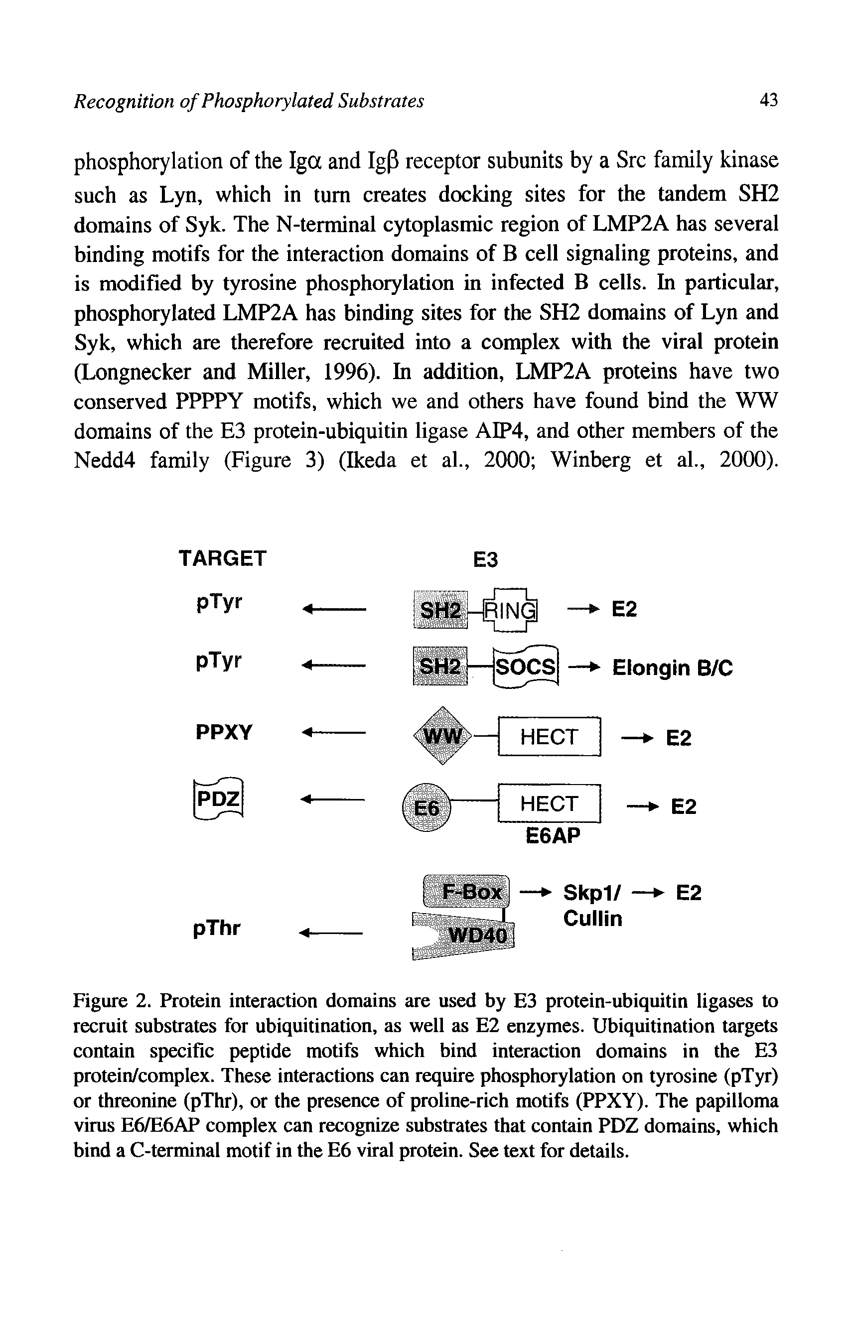 Figure 2. Protein interaction domains are used by E3 protein-ubiquitin ligases to recruit substrates for ubiquitination, as well as E2 enzymes. Ubiquitination targets contain specific peptide motifs which bind interaction domains in the E3 protein/complex. These interactions can require phosphorylation on tyrosine (pTyr) or threonine (pThr), or the presence of proline-rich motifs (PPXY). The papilloma vims E6/E6AP complex can recognize substrates that contain PDZ domains, which bind a C-terminal motif in the E6 viral protein. See text for details.