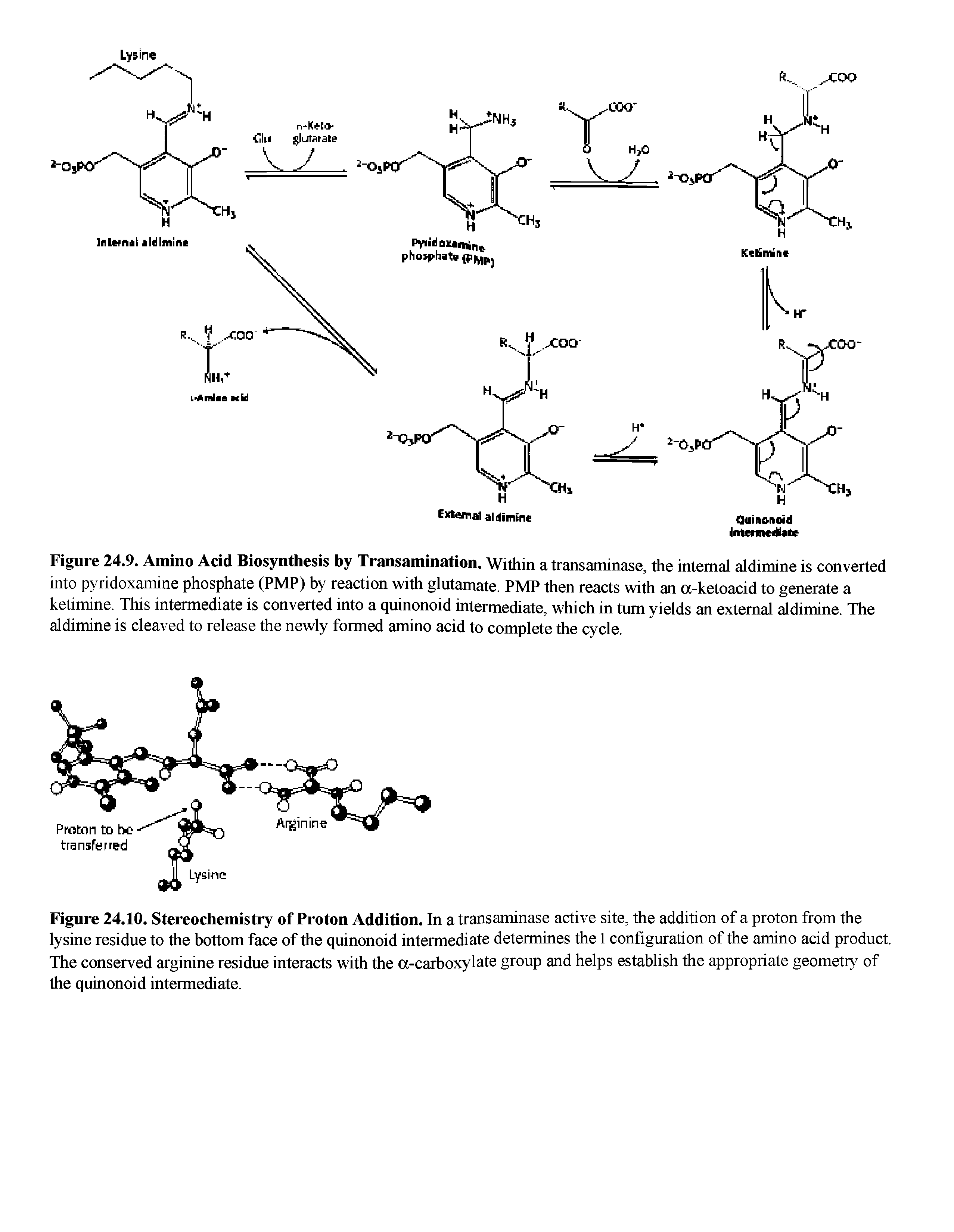 Figure 24.10. Stereochemistry of Proton Addition. In a transaminase active site, the addition of a proton from the lysine residue to the bottom face of the quinonoid intermediate determines the 1 configuration of the amino acid product. The conserved arginine residue interacts with the a-carboxylate group and helps establish the appropriate geometry of the quinonoid intermediate.
