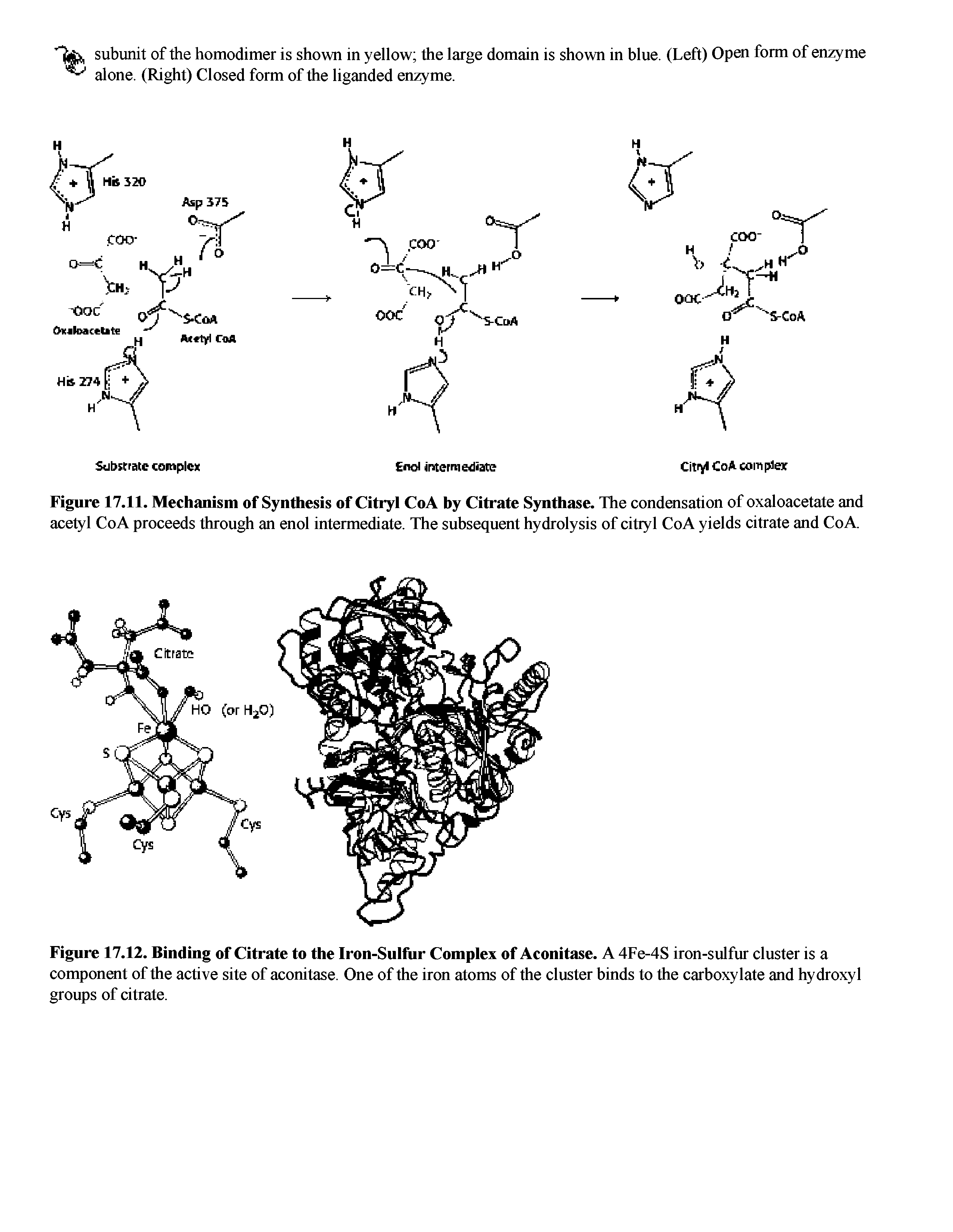 Figure 17.12. Binding of Citrate to the Iron-Sulfur Complex of Aconitase. A 4Fe-4S iron-sulfur cluster is a component of the active site of aconitase. One of the iron atoms of the cluster binds to the carboxylate and hydroxyl groups of citrate.
