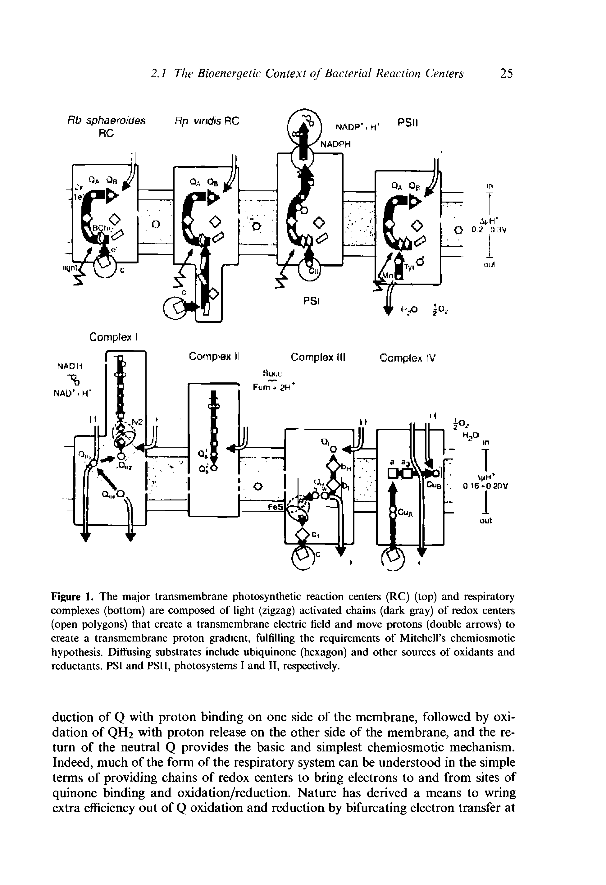 Figure 1. The major transmembrane photosynthetic reaction centers (RC) (top) and respiratory complexes (bottom) are composed of light (zigzag) activated chains (dark gray) of redox centers (open polygons) that create a transmembrane electric field and move protons (double arrows) to create a transmembrane proton gradient, fulfilling the requirements of Mitchell s chemiosmotic hypothesis. Diffusing substrates include ubiquinone (hexagon) and other sources of oxidants and reductants. PSI and PSII, photosystems I and II, respectively.