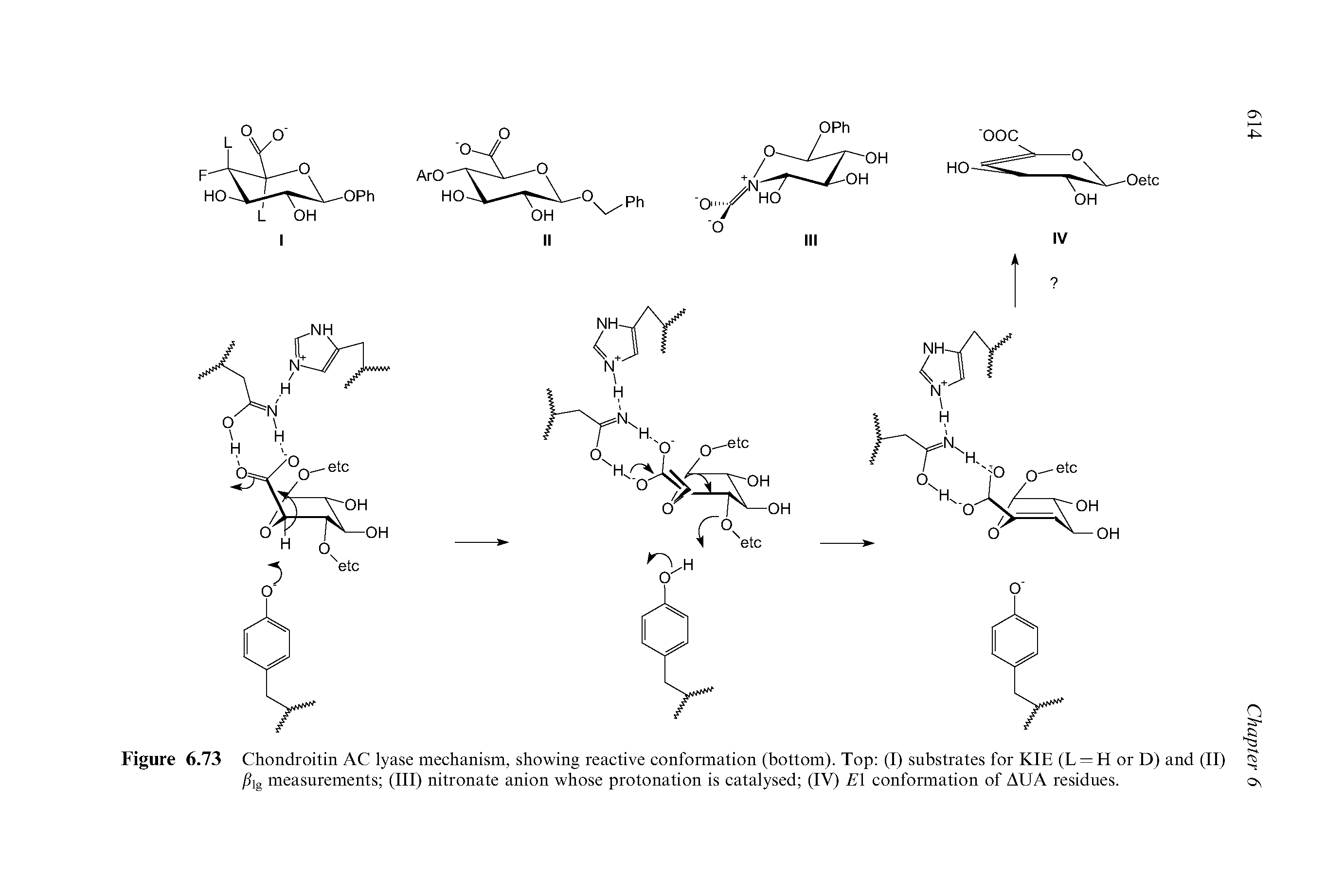 Figure 6.73 Chondroitin AC lyase mechanism, showing reactive conformation (bottom). Top (I) substrates for KIE (L = H or D) and (II)...