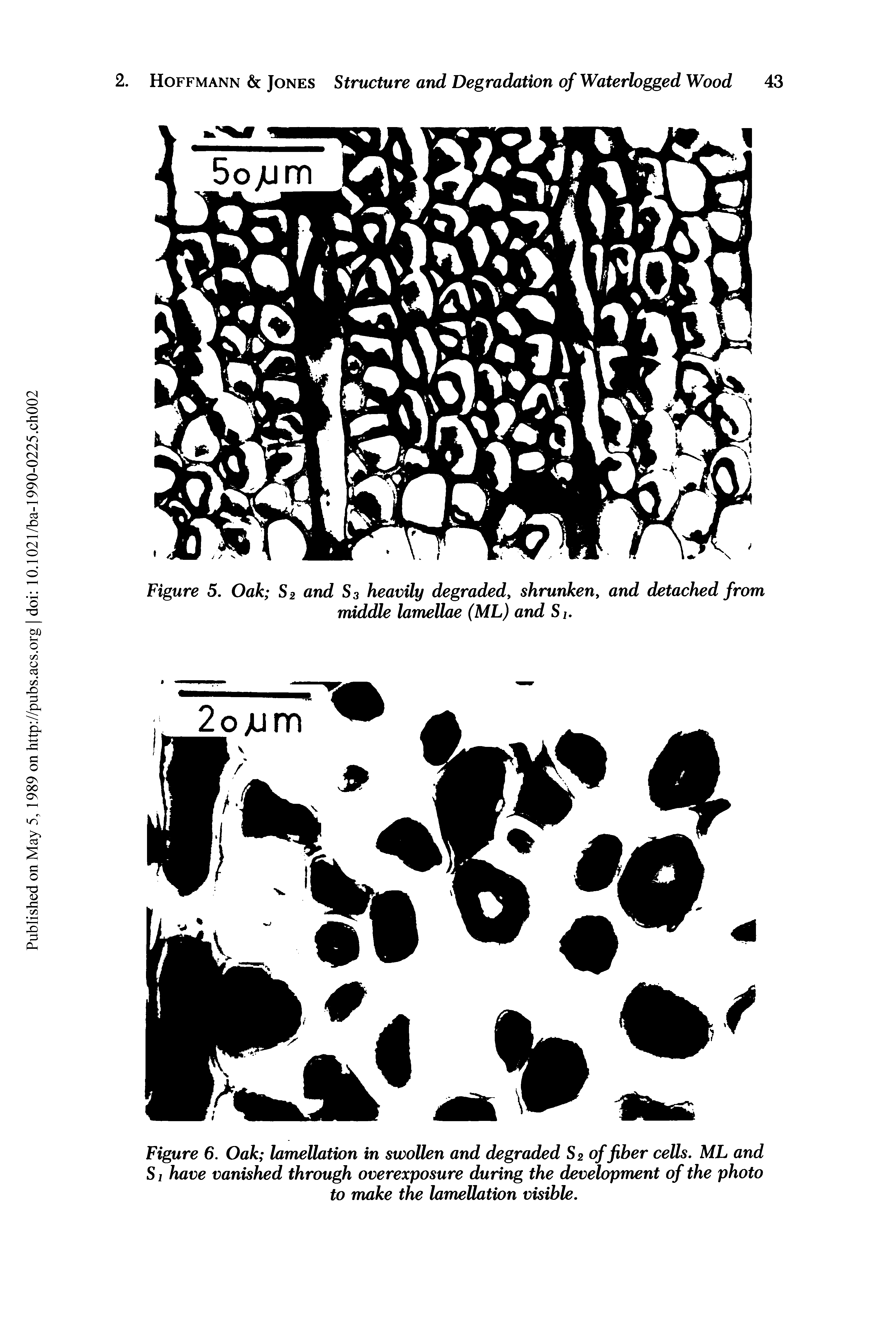 Figure 6. Oak lamellation in swollen and degraded S2 of fiber cells. ML and SI have vanished through overexposure during the development of the photo to make the lamellation visible.