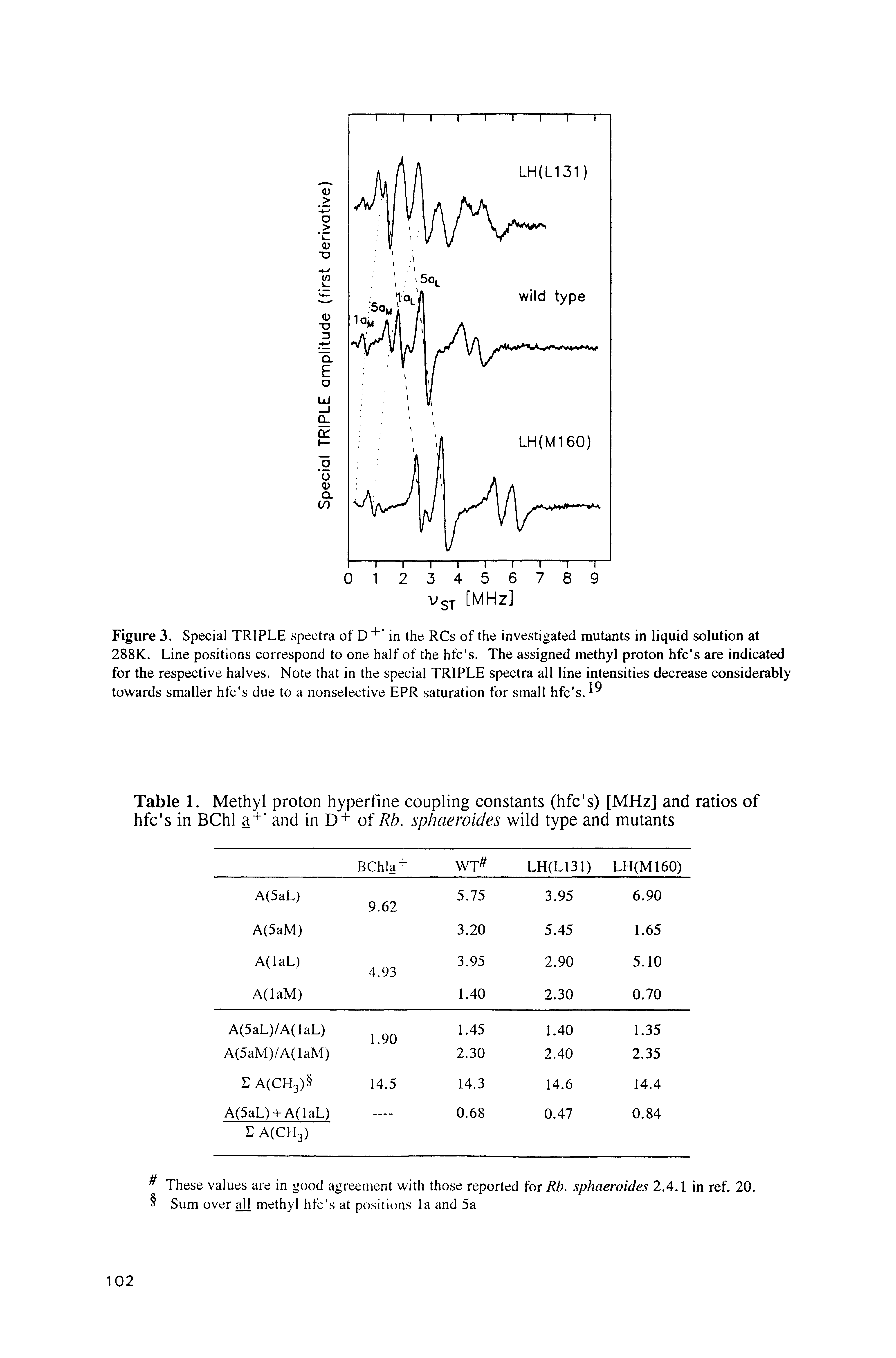 Table 1. Methyl proton hyperfine coupling constants (hfc s) [MHz] and ratios of hfc s in BChl a and in D+ of Rb. sphaewides wild type and mutants...