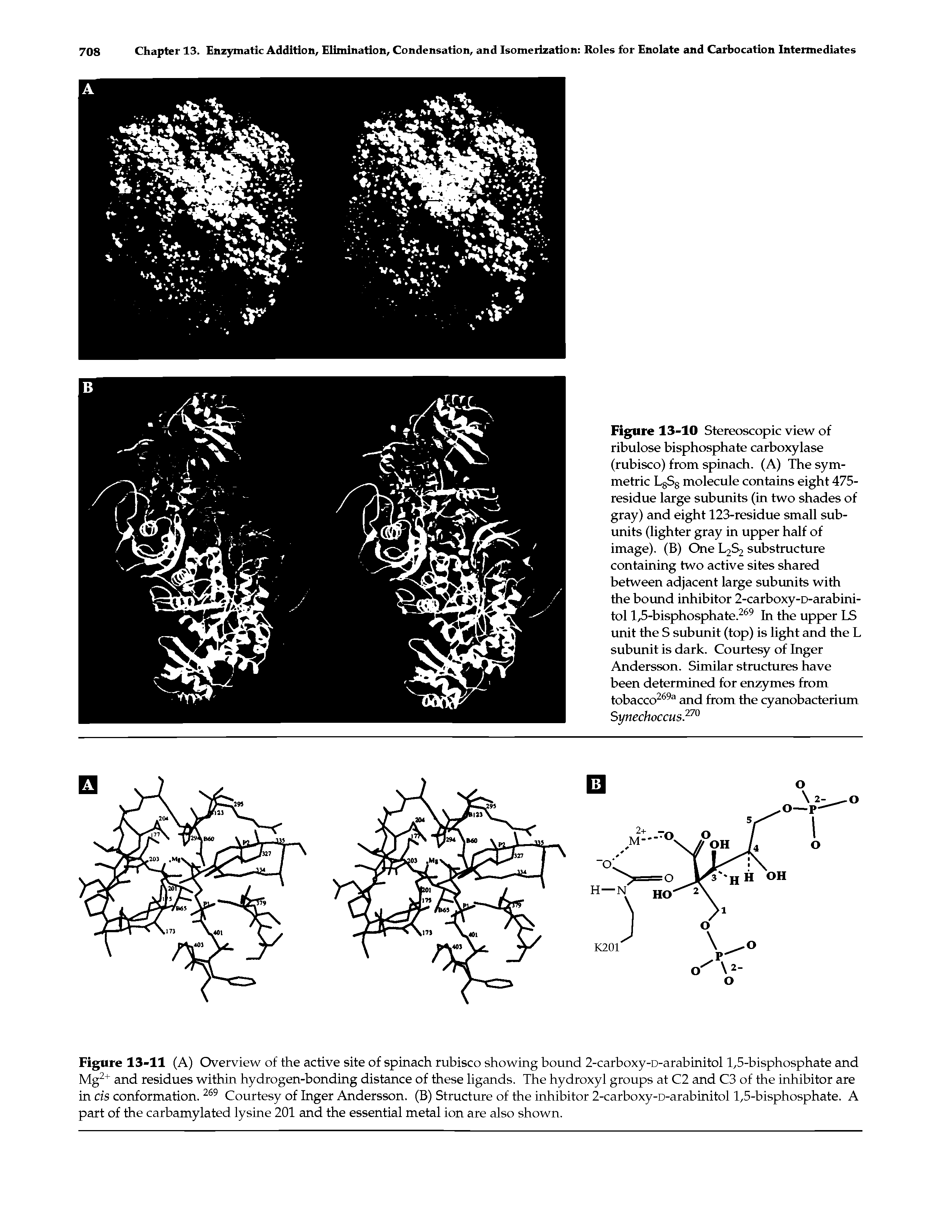 Figure 13-11 (A) Overview of the active site of spinach rubisco showing bound 2-carboxy-D-arabinitol 1,5-bisphosphate and Mg2+ and residues within hydrogen-bonding distance of these ligands. The hydroxyl groups at C2 and C3 of the inhibitor are in cis conformation. 269 Courtesy of Inger Andersson. (B) Structure of the inhibitor 2-carboxy-D-arabinitol 1,5-bisphosphate. A part of the carbamylated lysine 201 and the essential metal ion are also shown.