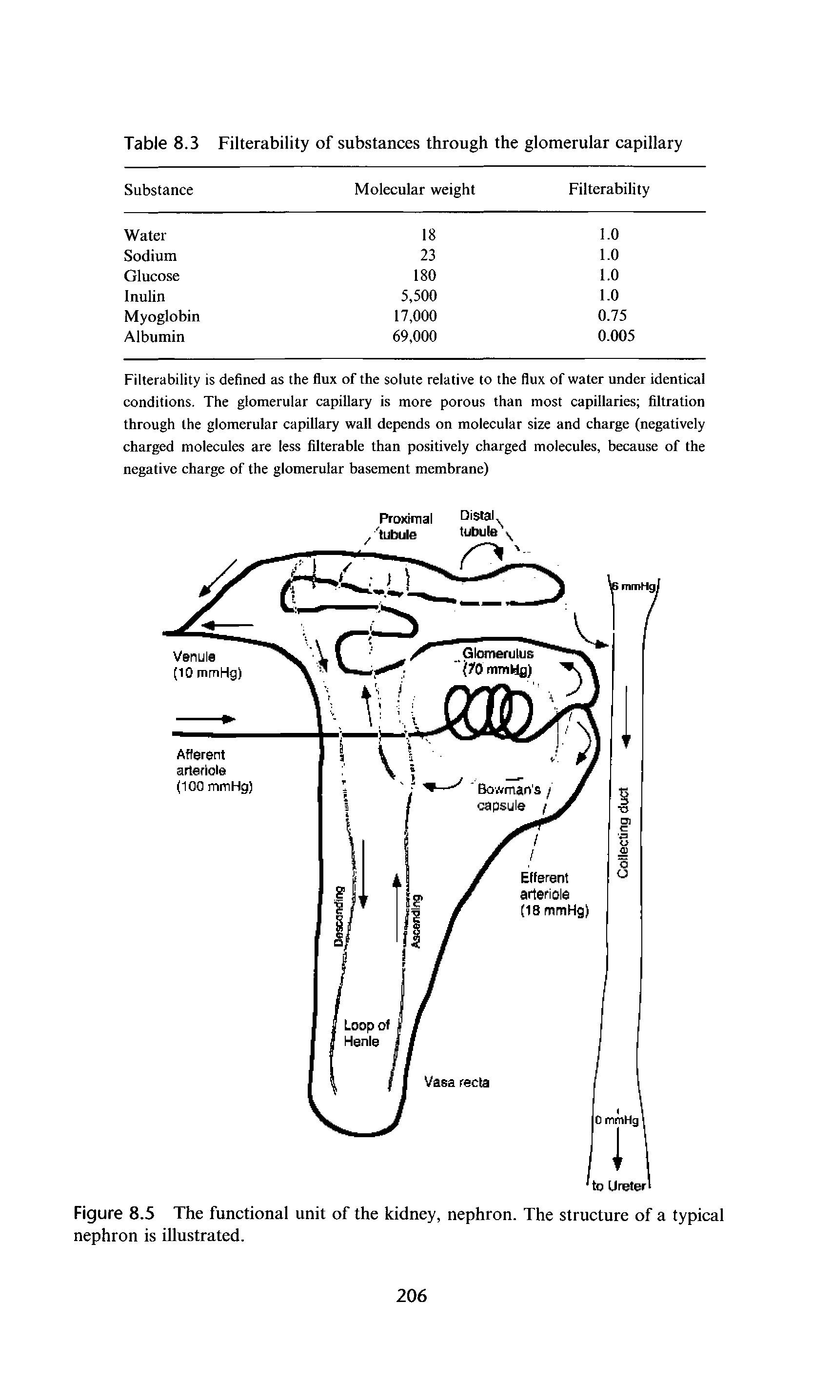Figure 8.5 The functional unit of the kidney, nephron. The structure of a typical nephron is illustrated.