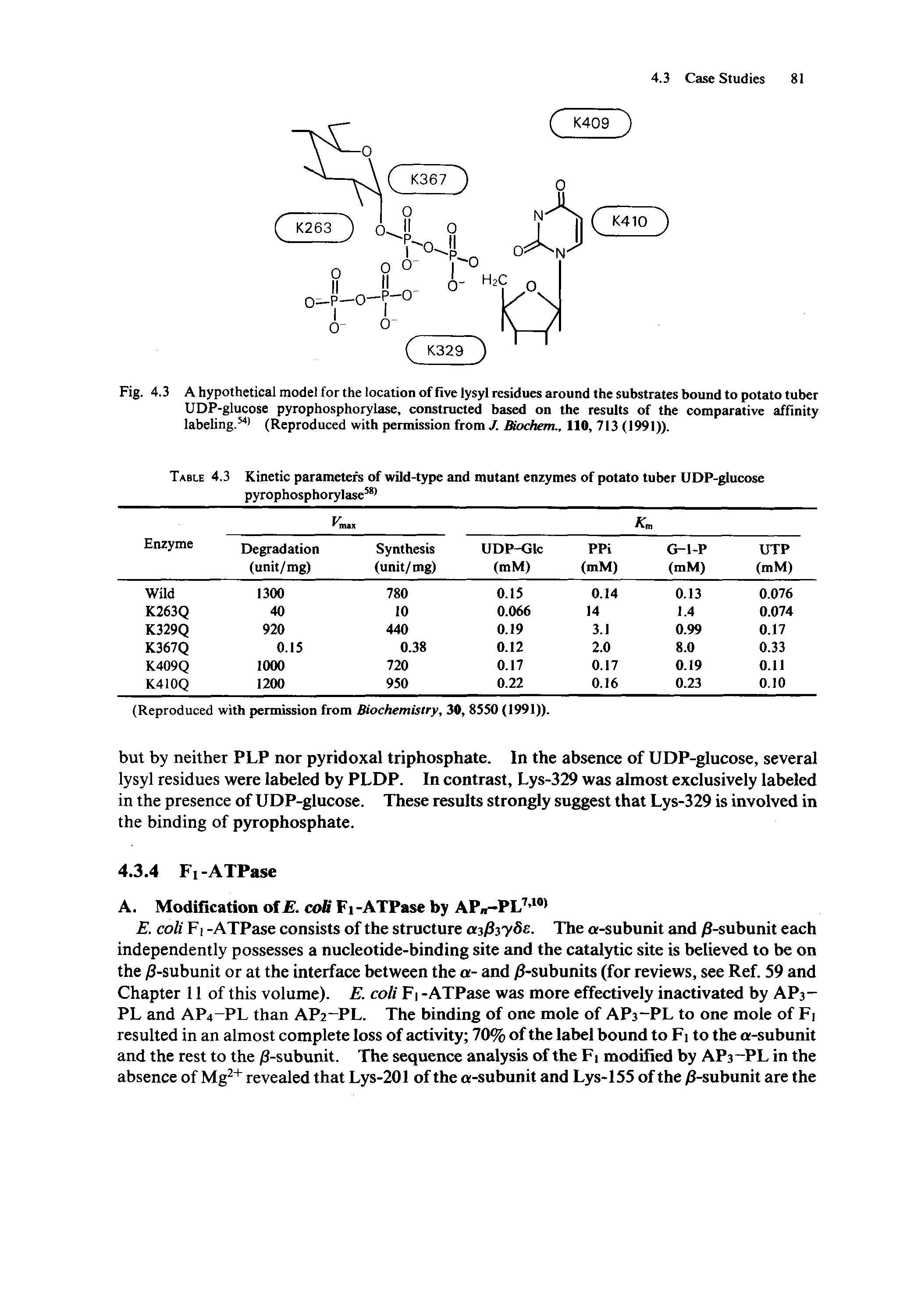Fig. 4.3 A hypothetical model for the location of five lysyl residues around the substrates bound to potato tuber UDP-glucose pyrophosphorylase, constructed based on the results of the comparative affinity labeling.541 (Reproduced with permission from J. Biochem., 110, 713 (1991)).