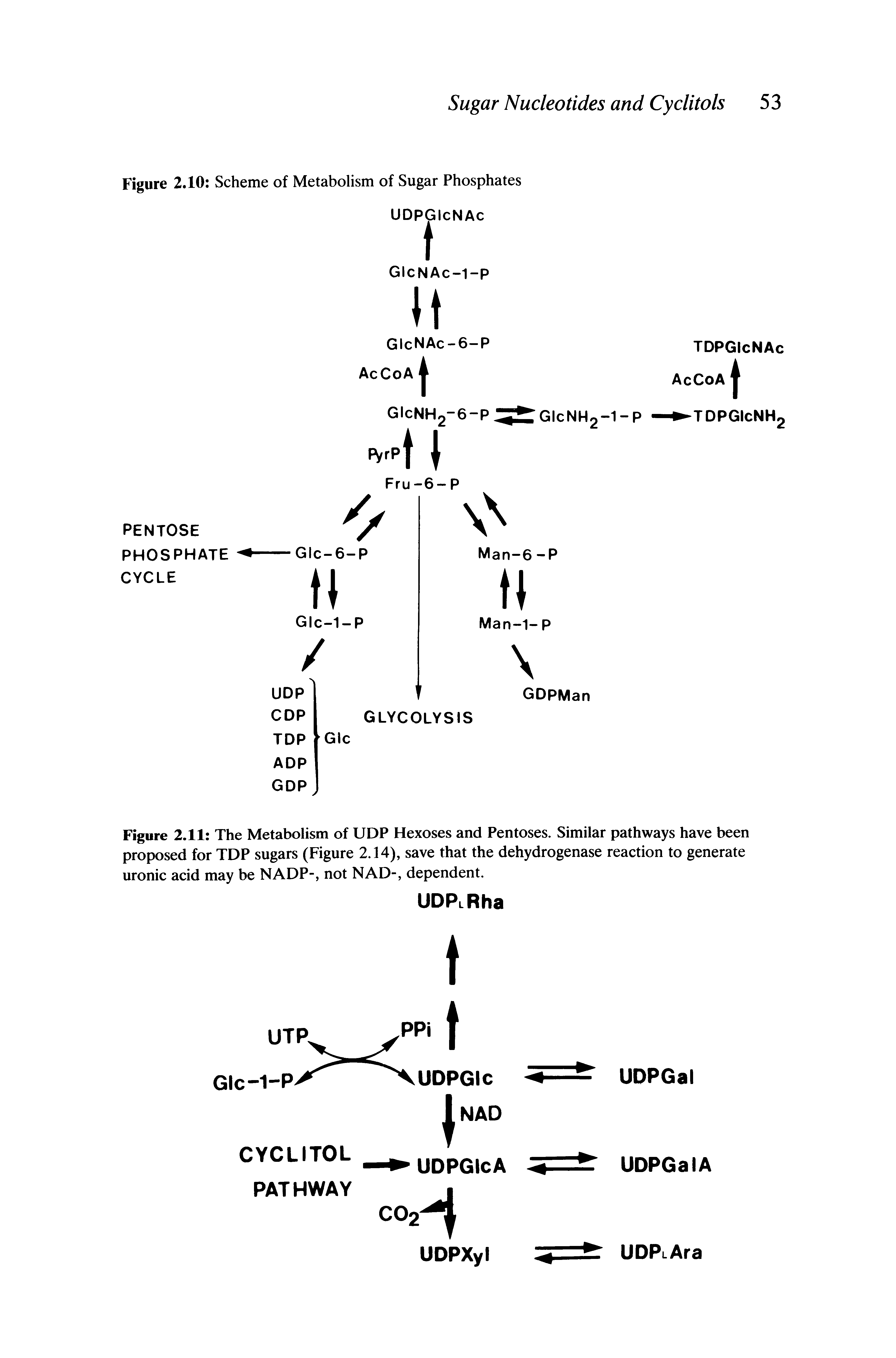 Figure 2.11 The Metabolism of UDP Hexoses and Pentoses. Similar pathways have been proposed for TDP sugars (Figure 2.14), save that the dehydrogenase reaction to generate uronic acid may be NADP-, not NAD-, dependent.