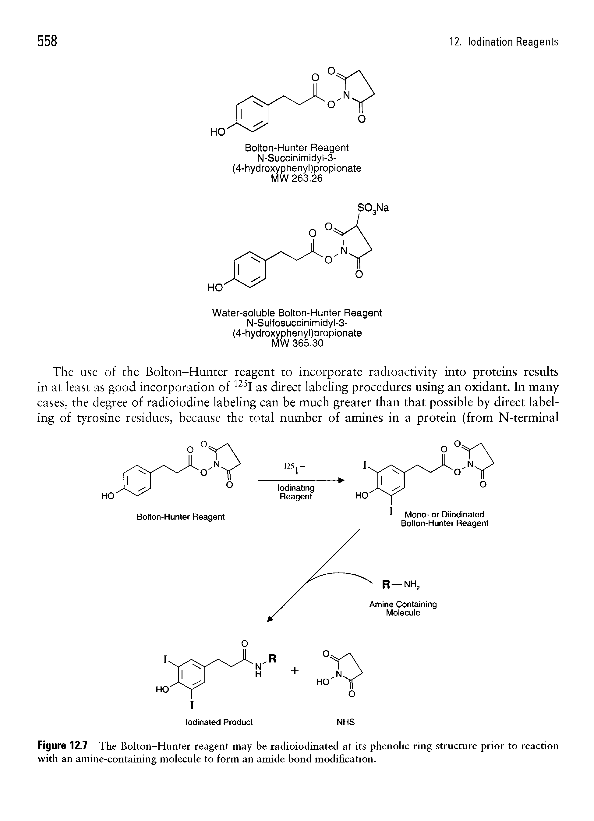 Figure 12.7 The Bolton-Hunter reagent may be radioiodinated at its phenolic ring structure prior to reaction with an amine-containing molecule to form an amide bond modification.