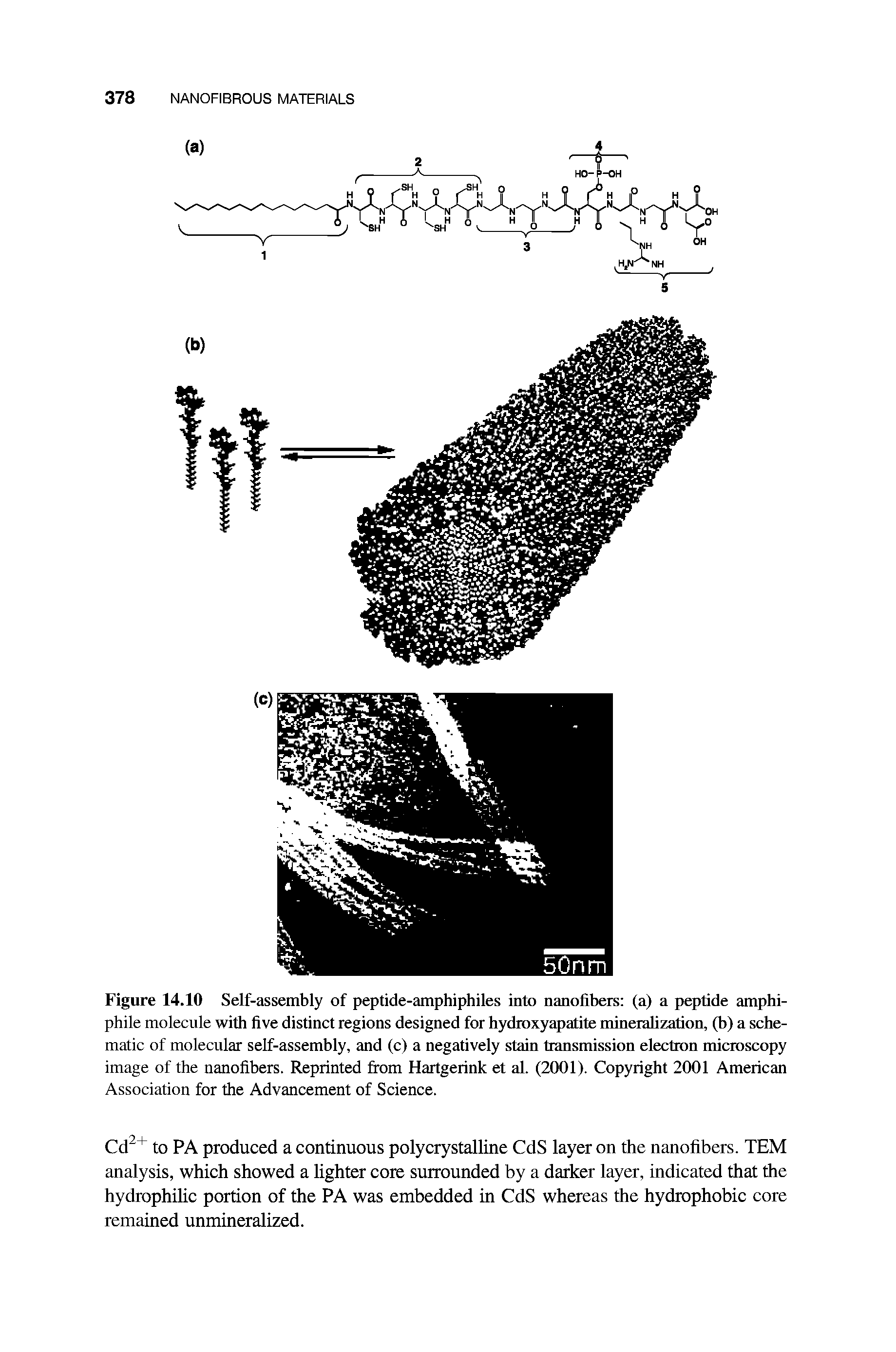 Figure 14.10 Self-assembly of peptide-amphiphiles into nanofibers (a) a peptide amphi-phile molecule with five distinct regions designed for hydroxyapatite mineralization, (b) a schematic of molecular self-assembly, and (c) a negatively stain transmission electron microscopy image of the nanofibers. Reprinted from Hartgerink et al. (2001). Copyright 2001 American Association for the Advancement of Science.