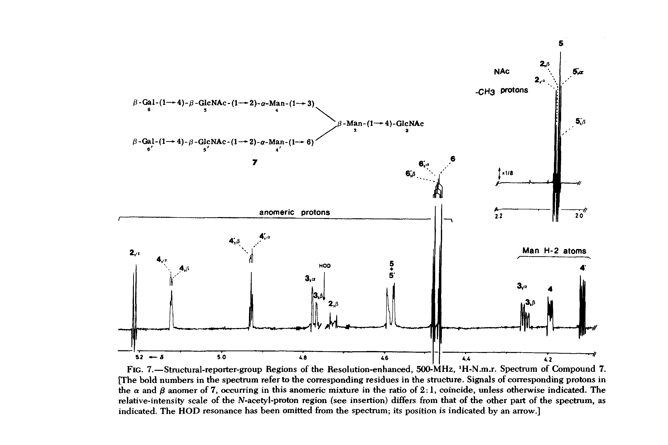 Fig. 7.—Structural-reporter-group Regions of the Resolution-enhanced, 500-MHz, H-N.m.r. Spectrum of Compound 7. [The bold numbers in the spectrum refer to the corresponding residues in the structure. Signals of corresponding protons in the a and anomer of 7, occurring in this anomeric mixture in the ratio of 2 1, coincide, unless otherwise indicated. The relative-intensity scale of the N-acety 1-proton region (see insertion) differs from that of the other part of the spectrum, as indicated. The HOD resonance has been omitted from the spectrum its position is indicated by an arrow.]...