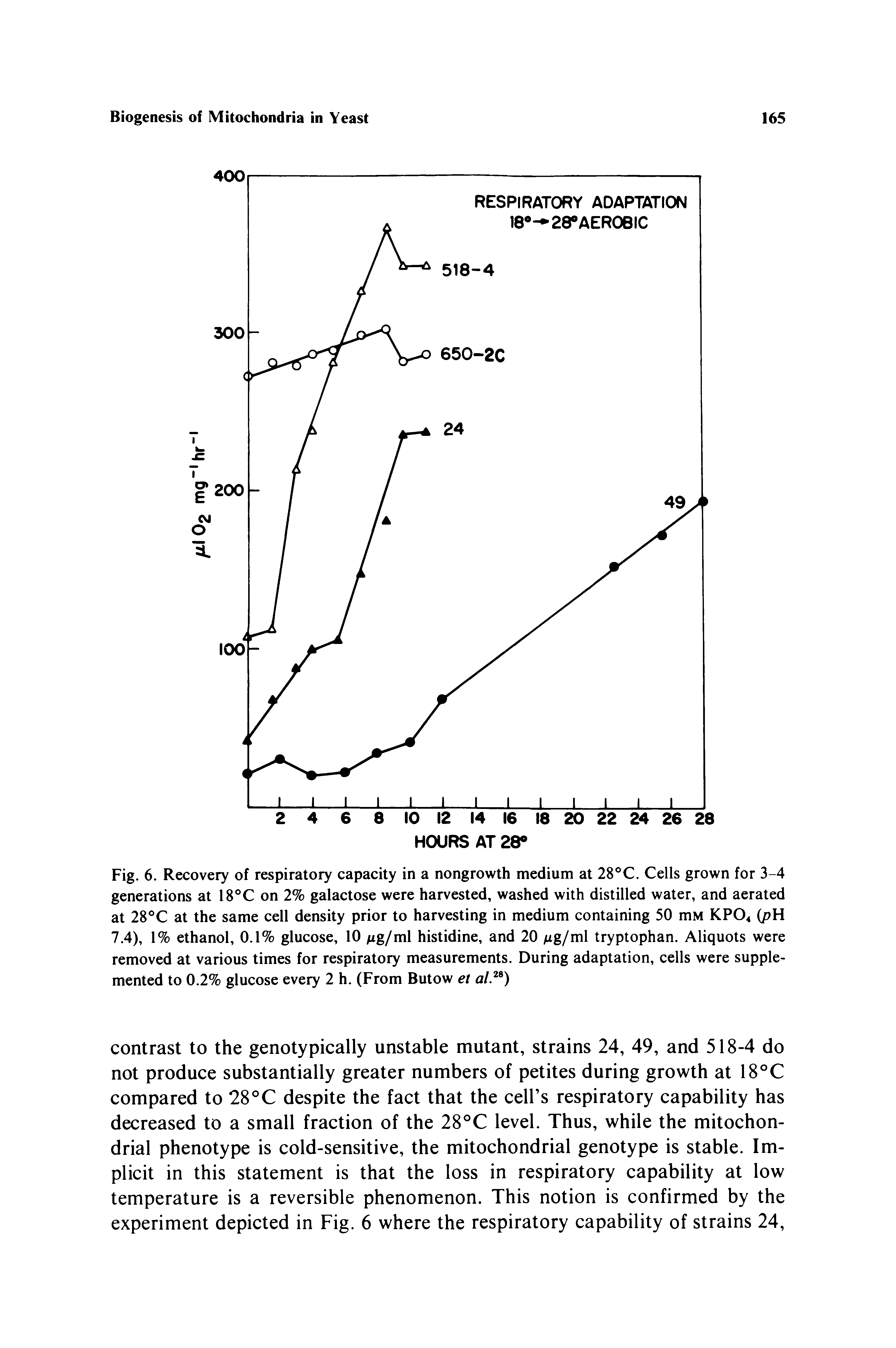 Fig. 6. Recovery of respiratory capacity in a nongrowth medium at 28 C. Cells grown for 3-4 generations at 18 C on 2% galactose were harvested, washed with distilled water, and aerated at 28 C at the same cell density prior to harvesting in medium containing 50 mM KPO4 (pH 7.4), 1% ethanol, 0.1% glucose, 10 Mg/ml histidine, and 20 Mg/ml tryptophan. Aliquots were removed at various times for respiratory measurements. During adaptation, cells were supplemented to 0.2% glucose every 2 h. (From Butow et al )...