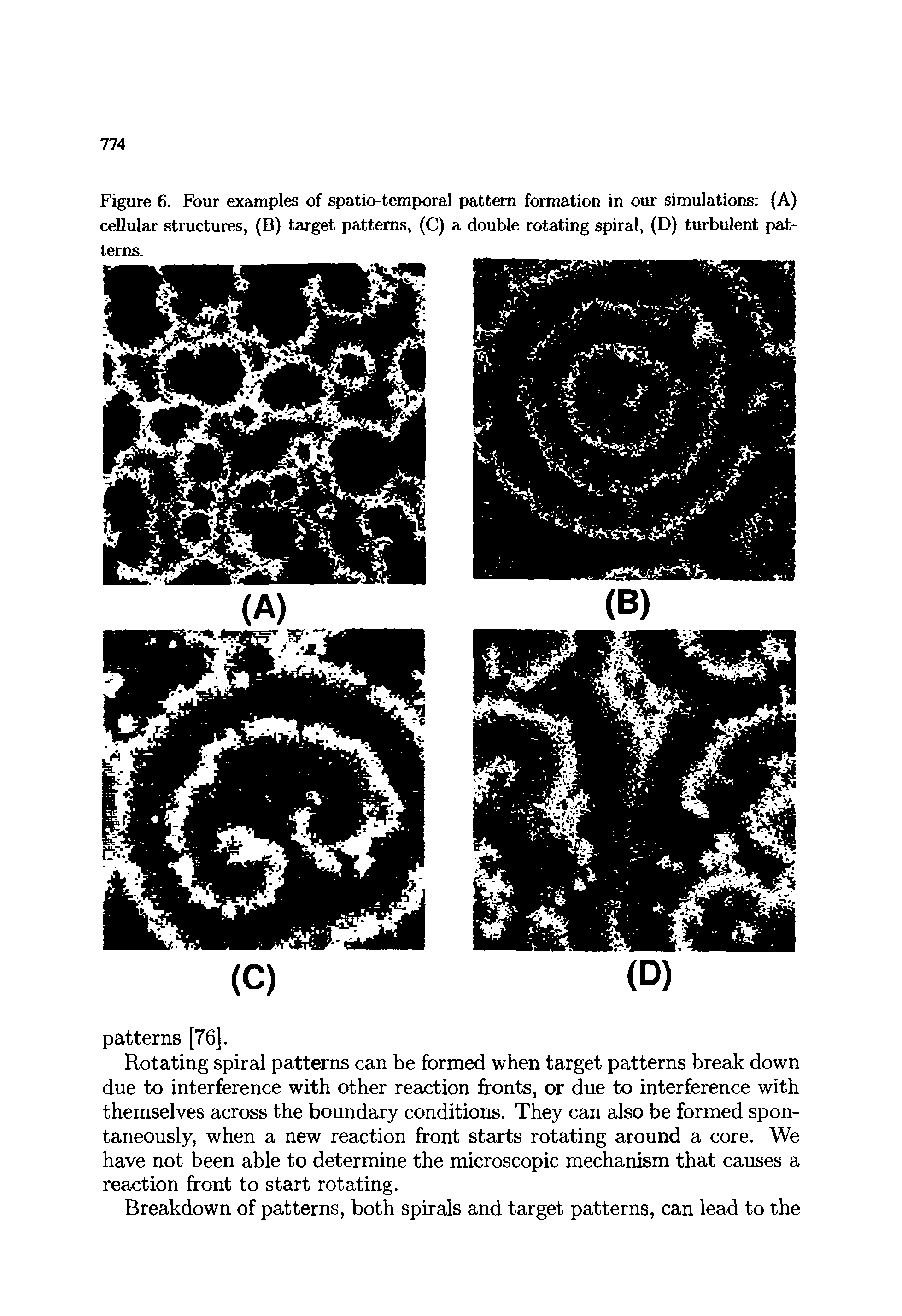 Figure 6. Four examples of spatio-temporal pattern formation in our simulations (A) cellular structures, (B) target patterns, (C) a double rotating spiral, (D) turbulent patterns.