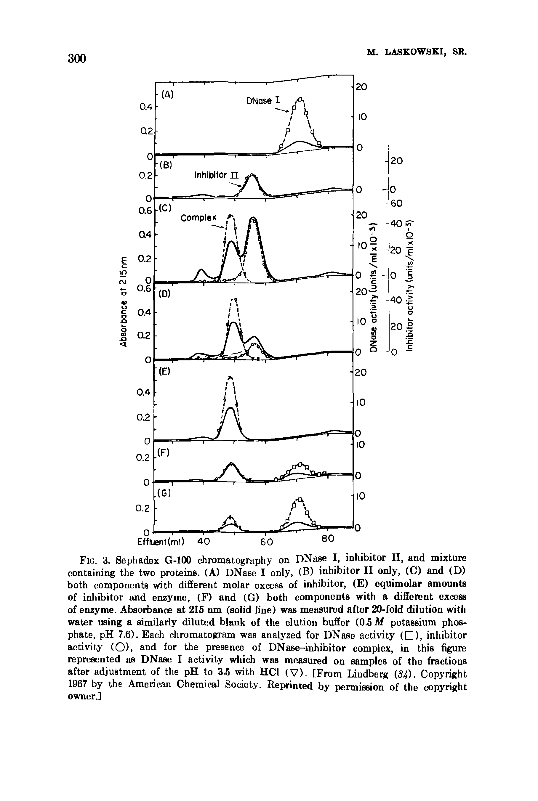 Fig. 3. Sephadex G-100 chromatography on DNase I, inhibitor II, and mixture containing the two proteins. (A) DNase I only, (B) inhibitor II only, (C) and (D) both components with different molar excess of inhibitor, (E) equimolar amounts of inhibitor and enzyme, (F) and (G) both components with a different excess of enzyme. Absorbance at 215 nm (solid line) was measured after 20-fold dilution with water using a similarly diluted blank of the elution buffer (0.5 M potassium phosphate, pH 7.6). Each chromatogram was analyzed for DNase activity ( ), inhibitor activity (O), and for the presence of DNase-inhibitor complex, in this figure represented as DNase I activity which was measured on samples of the fractions after adjustment of the pH to 3.5 with HC1 (V). [From Lindberg (34). Copyright 1967 by the American Chemical Society. Reprinted by permission of the copyright owner.]...