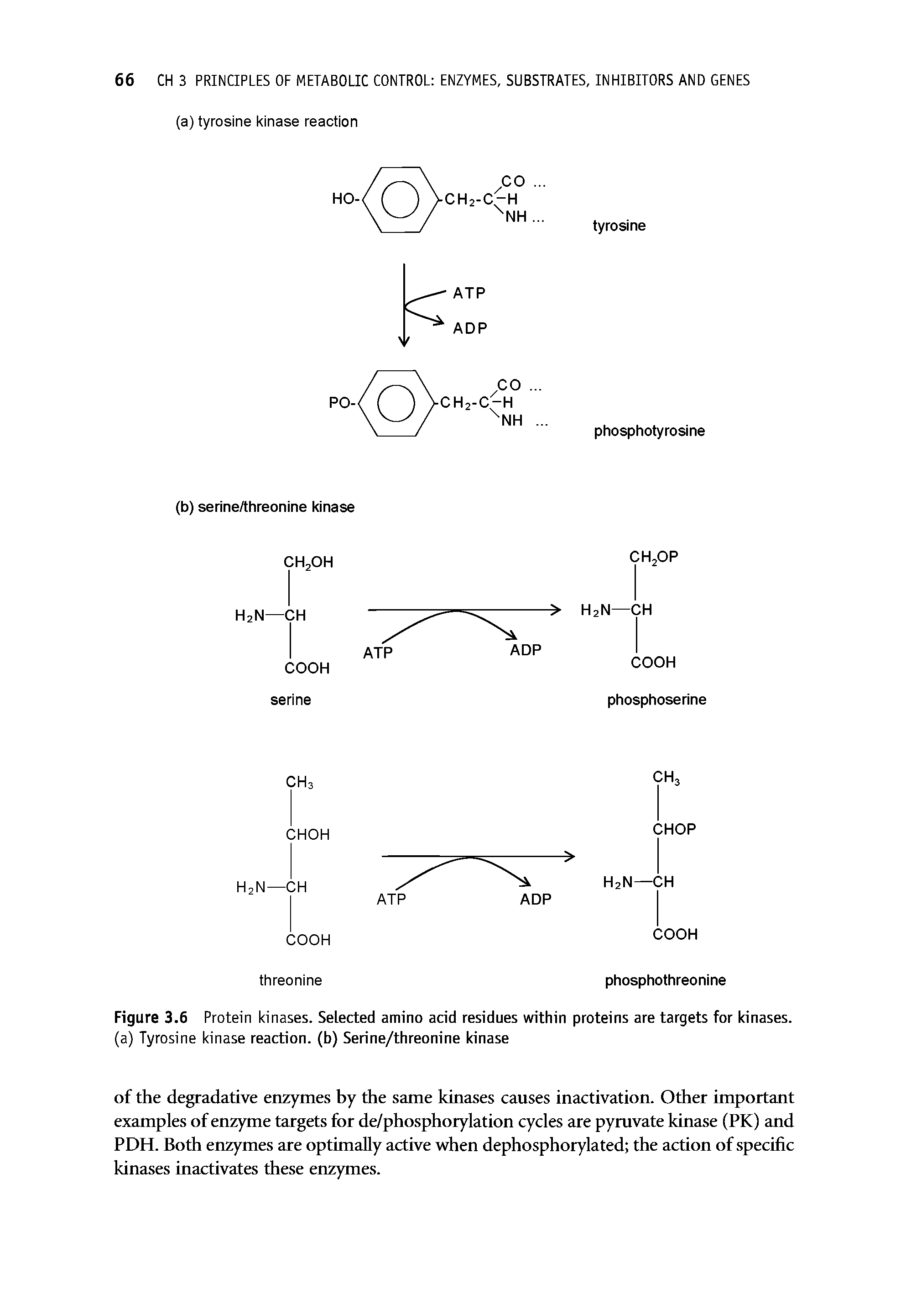 Figure 3.6 Protein kinases. Selected amino acid residues within proteins are targets for kinases, (a) Tyrosine kinase reaction, (b) Serine/threonine kinase...
