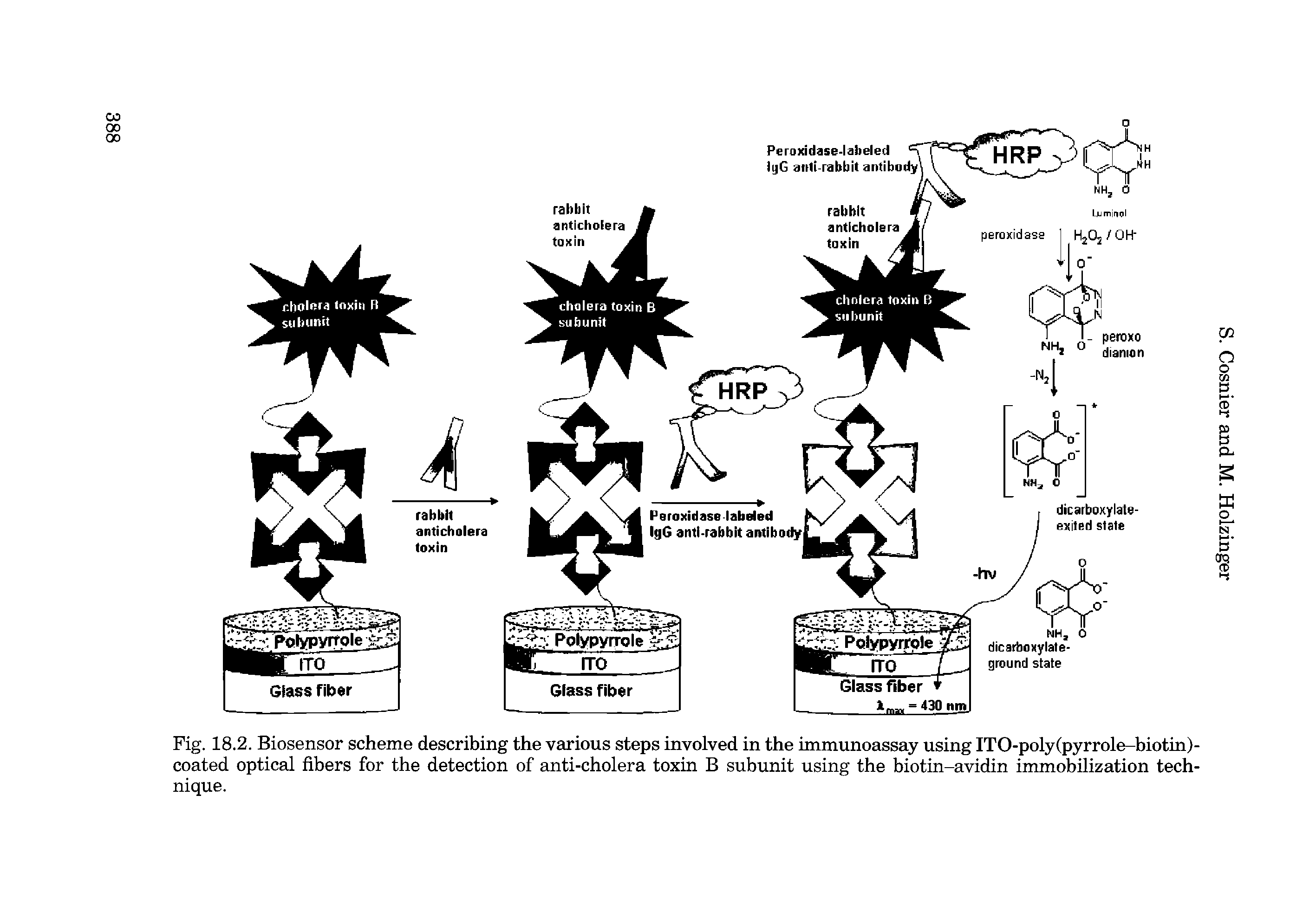 Fig. 18.2. Biosensor scheme describing the various steps involved in the immunoassay using ITO-poly(pyrrole-biotin)-coated optical fibers for the detection of anti-cholera toxin B subunit using the biotin-avidin immobilization technique.