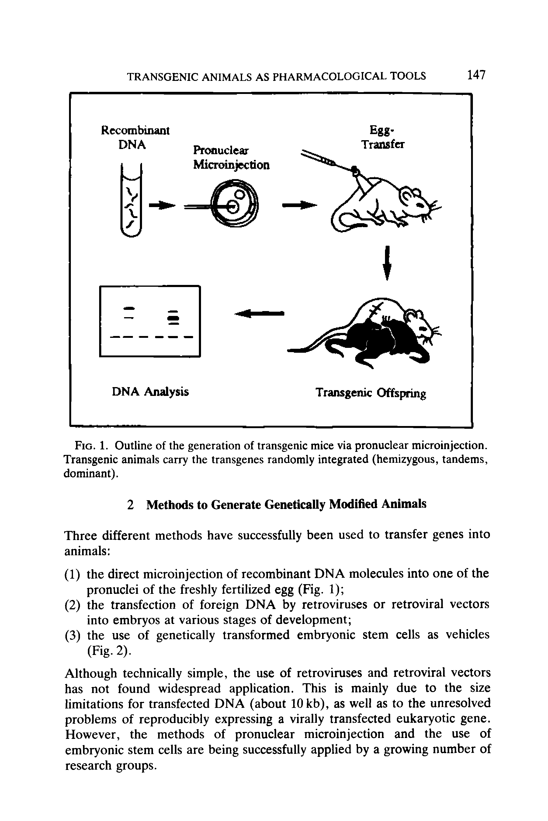 Fig. 1. Outline of the generation of transgenic mice via pronuclear microinjection. Transgenic animals carry the transgenes randomly integrated (hemizygous, tandems, dominant).