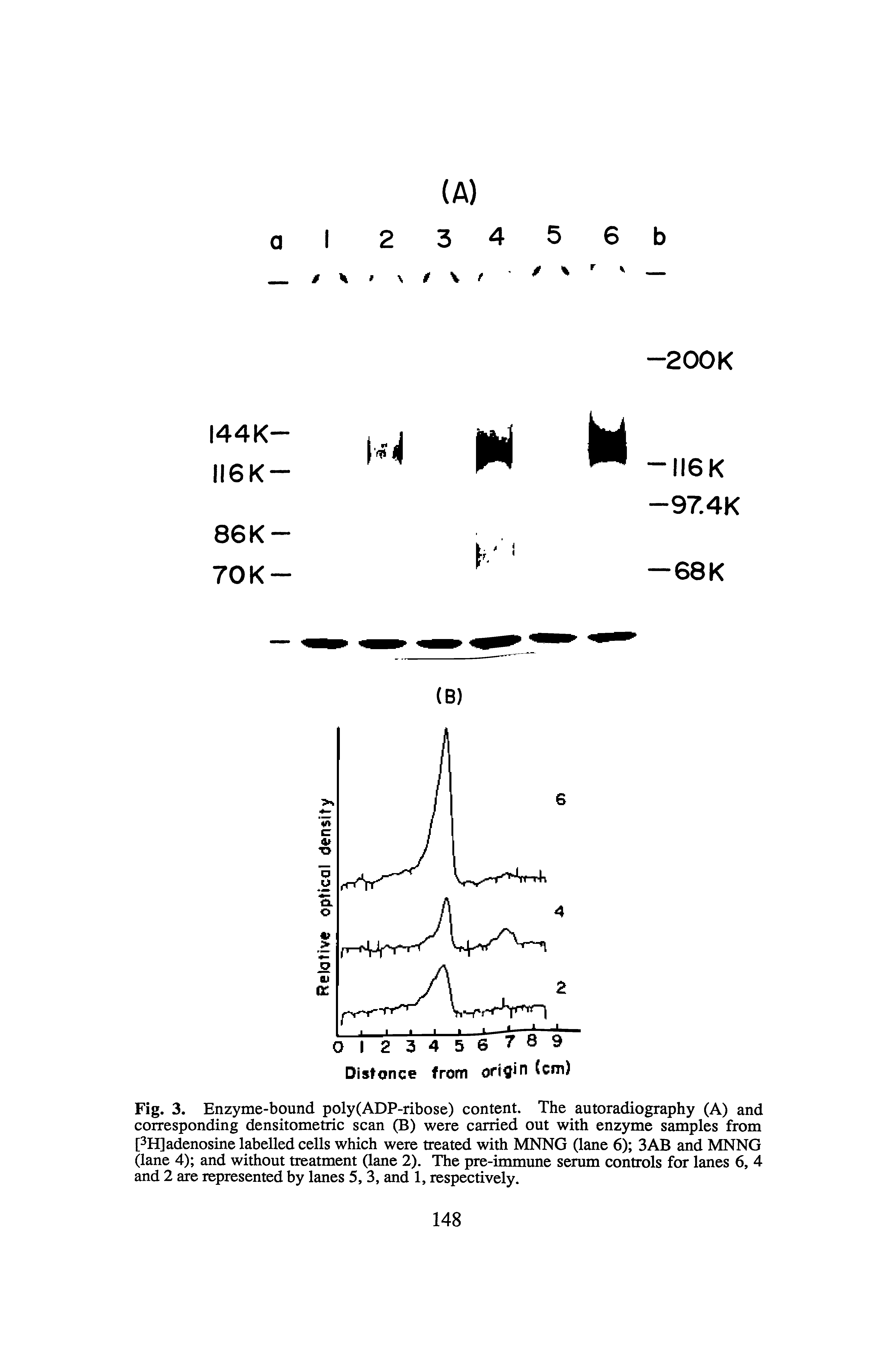 Fig. 3. Enzyme-bound poly(ADP-ribose) content. The autoradiography (A) and corresponding densitometric scan (B) were carried out with enzyme samples from [3B[1 adenosine labelled cells which were treated with MNNG (lane 6) 3AB and MNNG (lane 4) and without treatment (lane 2). The pre-immune serum controls for lanes 6, 4 and 2 are represented by lanes 5, 3, and 1, respectively.