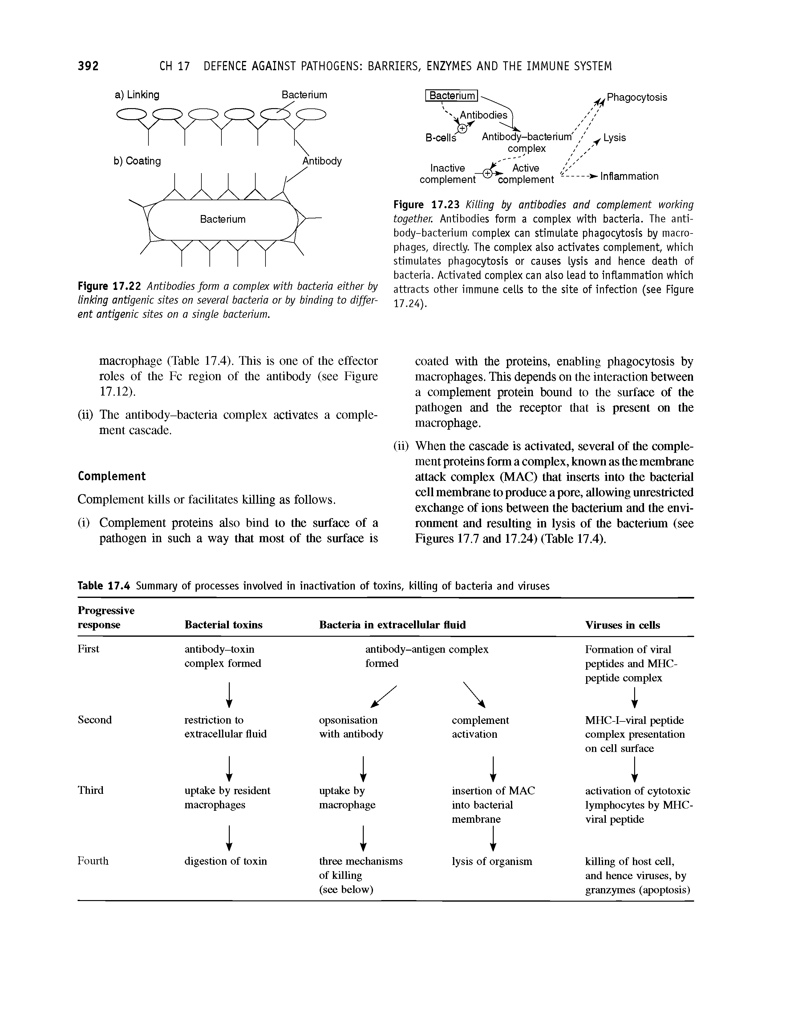 Figure 17.22 Antibodies form a complex with bacteria either by linking antigenic sites on several bacteria or by binding to different antigenic sites on a single bacterium.