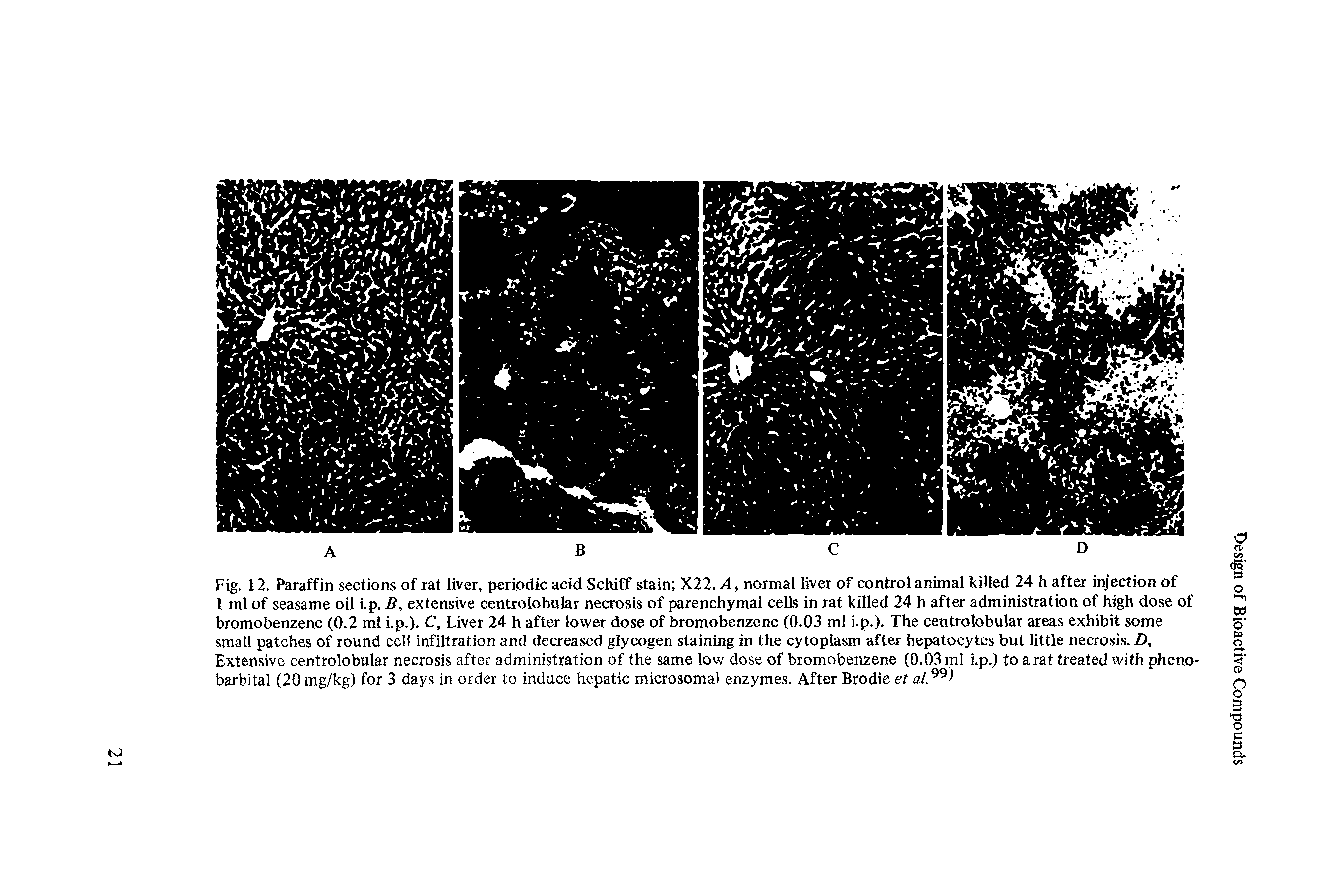 Fig. 12. Paraffin sections of rat liver, periodic acid Schiff stain X22. A, normal liver of control animal killed 24 h after injection of 1 ml of seasame oil i.p. B, extensive centrolobular necrosis of parenchymal cells in rat killed 24 h after administration of high dose of bromobenzene (0.2 ml i.p.). C, Liver 24 h after lower dose of bromobenzene (0.03 ml i.p.). The centrolobular areas exhibit some small patches of round cell infiltration and decreased glycogen staining in the cytoplasm after hepatocytes but little necrosis. D, Extensive centrolobular necrosis after administration of the same low dose of bromobenzene (0.03 ml i.p.) to a rat treated with pheno-barbital (20 mg/kg) for 3 days in order to induce hepatic microsomal enzymes. After Brodie et al...