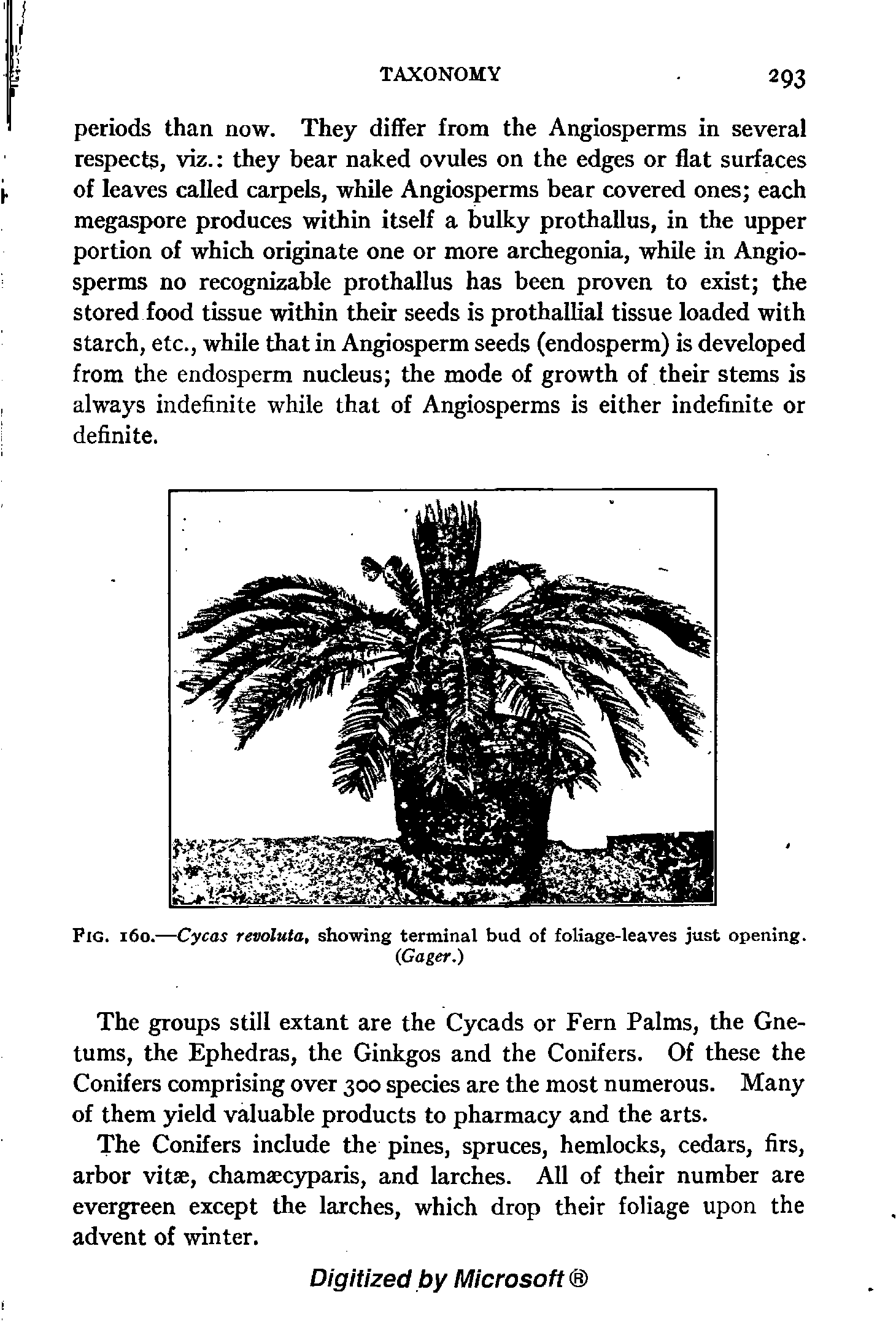 Fig. 160.—Cycas revoluta, showing terminal bud of foliage-leaves just opening.