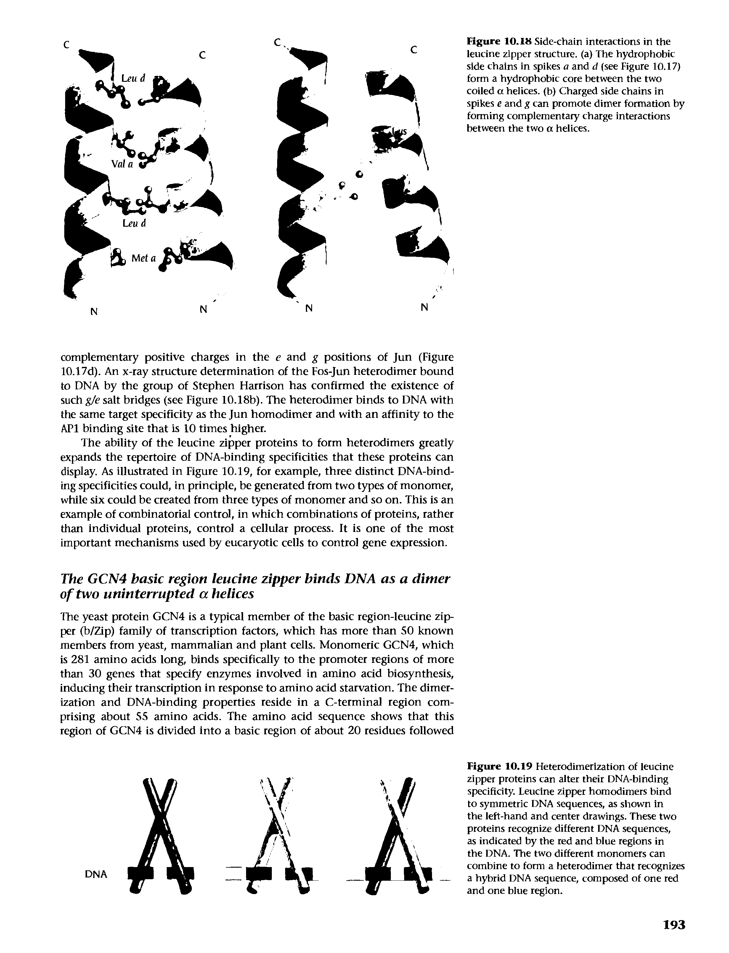 Figure 10.18 Side-chain interactions in the leucine zipper structure, (a) The hydrophobic side chains in spikes a and d (see Figure 10.17) form a hydrophobic core between the two coiled a helices, (b) Charged side chains in spikes and g can promote dimer formation by forming complementary charge interactions between the two a helices.