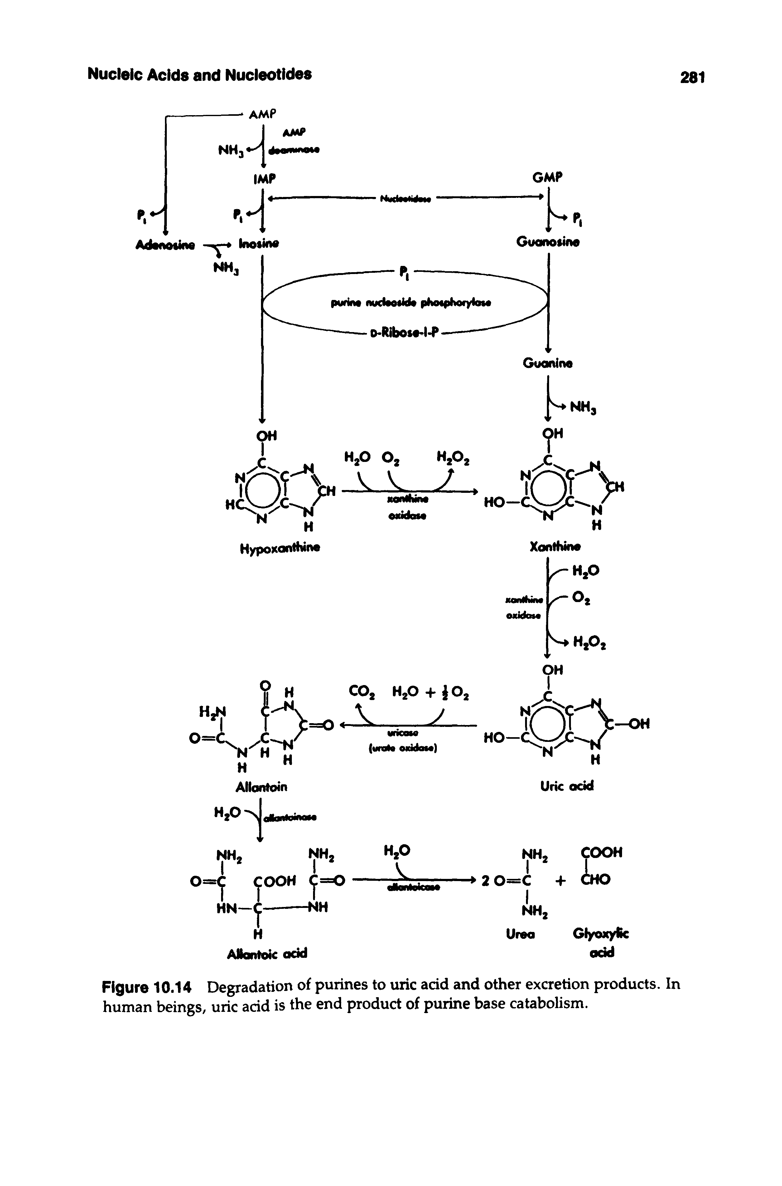 Figure 10.14 Degradation of purines to uric add and other excretion products. In human beings, uric add is the end product of purine base catabolism.