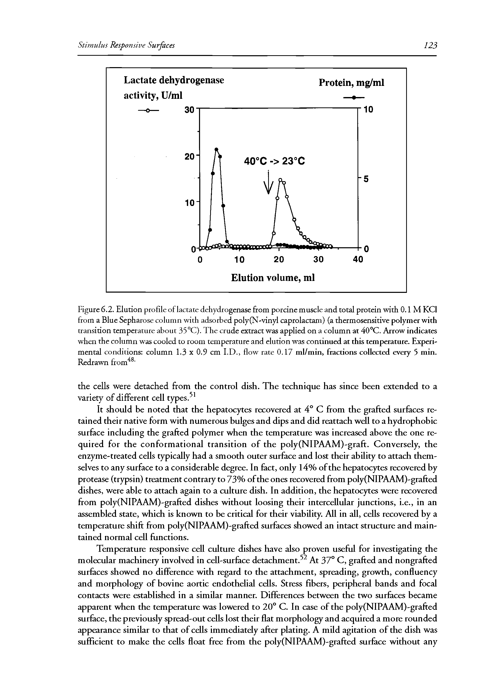 Figure 6.2. Elution profile of lactate dehydrogenase from porcine muscle and total protein with 0.1 M KCl from a Blue Sepharose column with adsorbed poly(N vinyl caprolactam) (a thermosensitive polymer with transition temperature about 35°C). The crude extract was applied on a column at 40°C. Arrow indicates when the column was cooled to room temperature and elution was continued at this temperature. Experimental conditions column 1.3 x 0.9 cm I.D., flow rate 0.17 ml/min, fractions collected every 5 min. Redrawn from ...