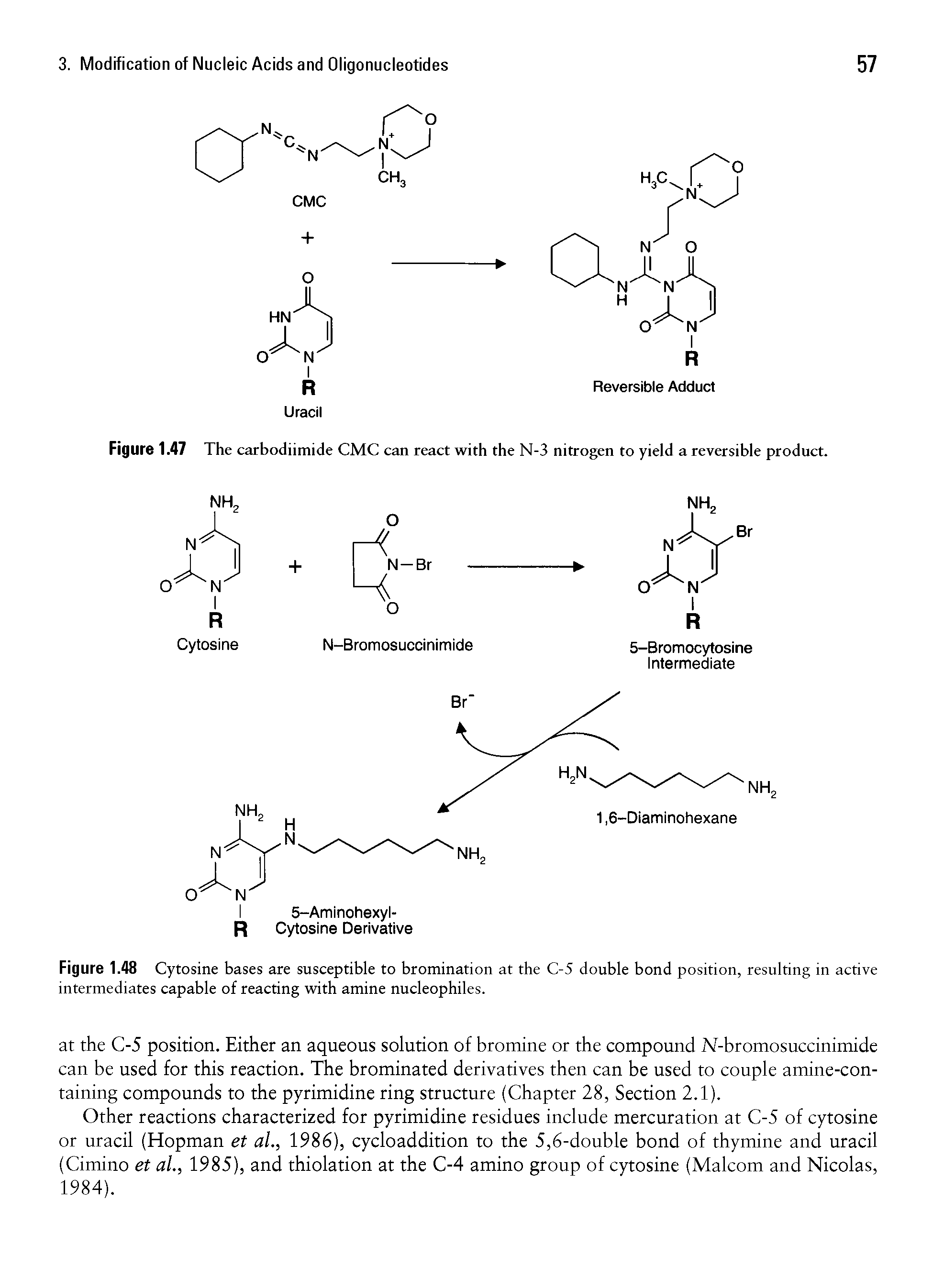Figure 1.48 Cytosine bases are susceptible to bromination at the C-5 double bond position, resulting in active intermediates capable of reacting with amine nucleophiles.