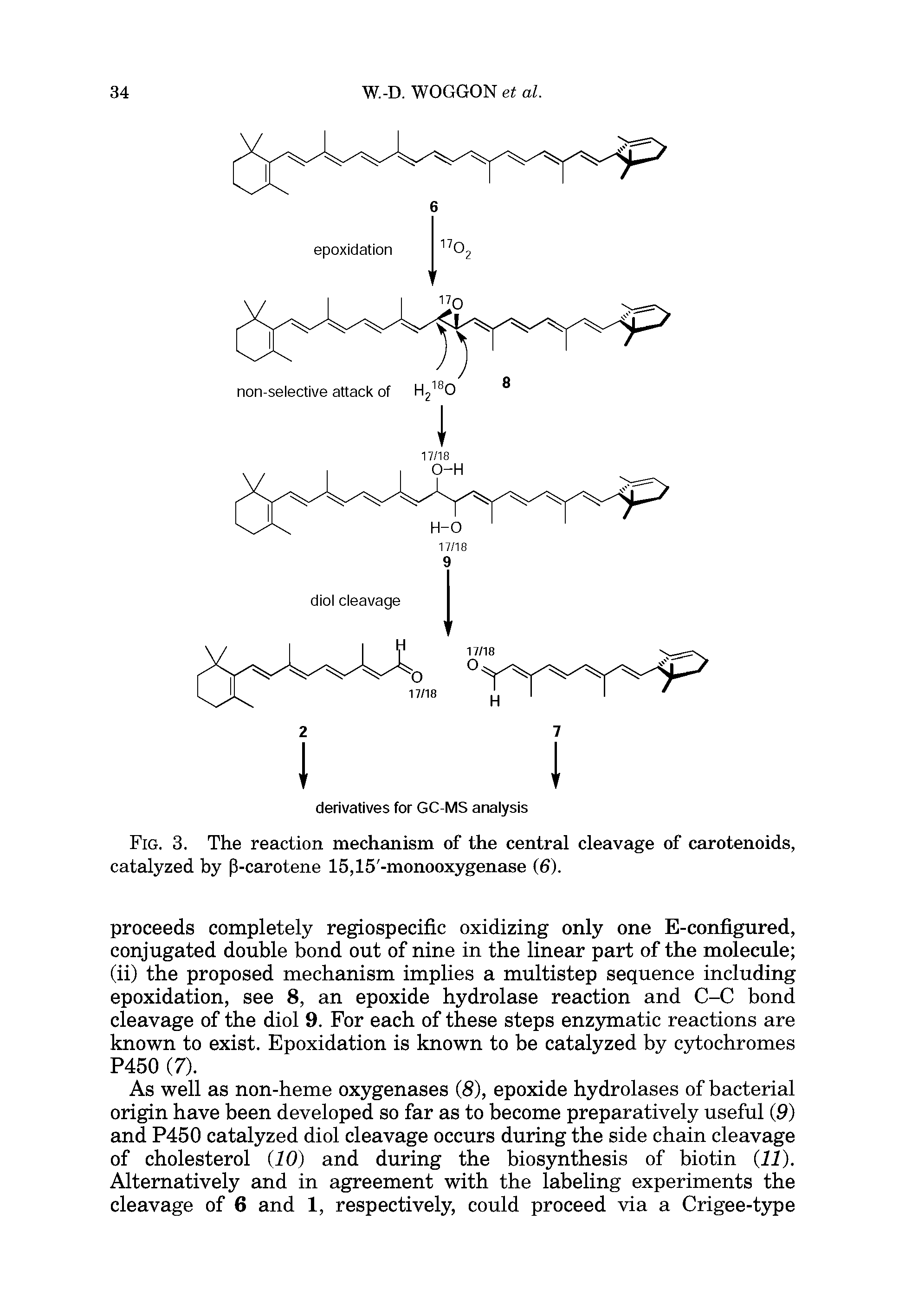 Fig. 3. The reaction mechanism of the central cleavage of carotenoids, catalyzed by p-carotene 15,15 -monooxygenase (6).
