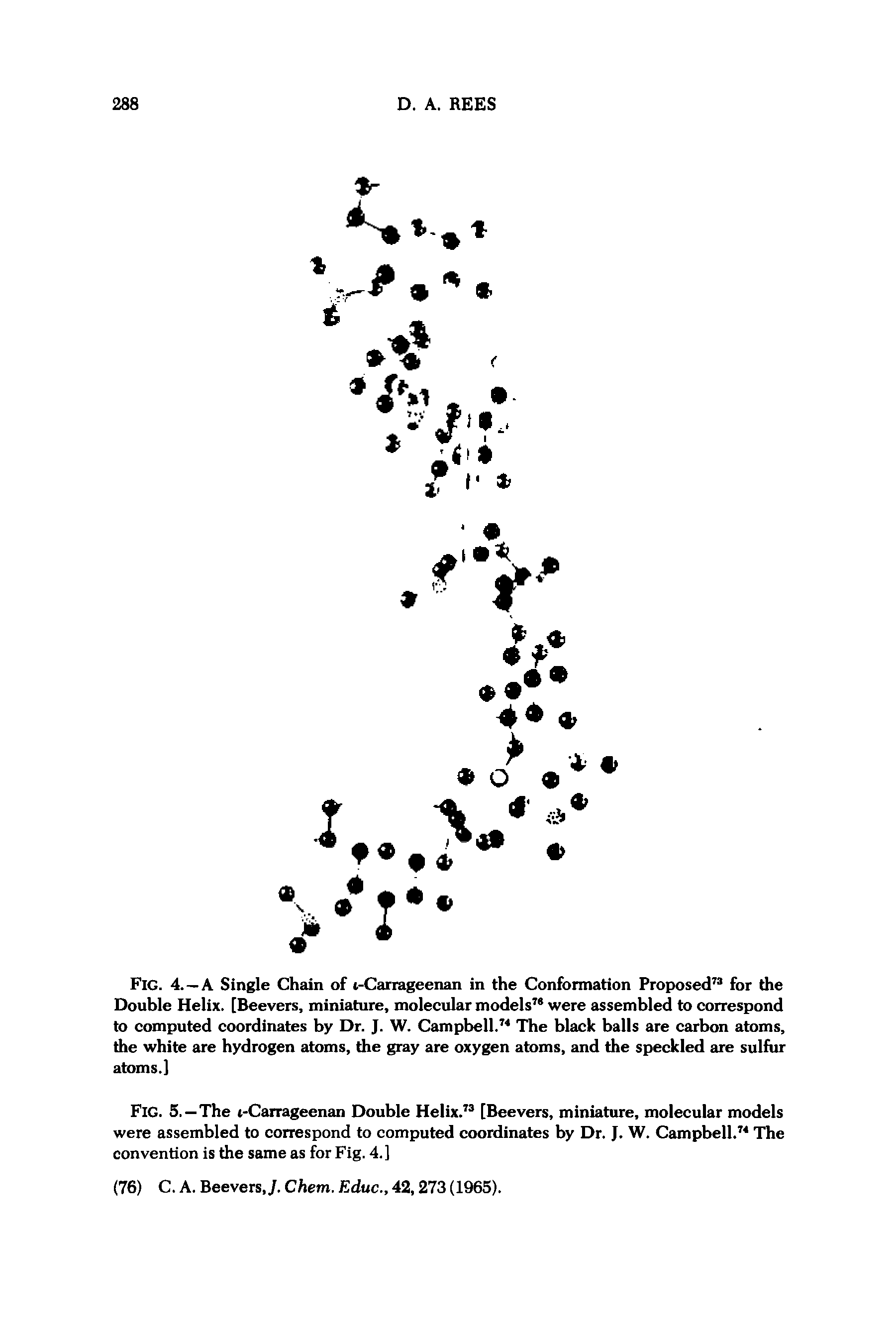 Fig. 4. —A Single Chain of i-Carrageenan in the Confonnation Proposed for the Double Helix. [Beevers, miniature, molecular models were assembled to correspond to computed coordinates by Dr. J. W. Campbell. The black balls are carbon atoms, the white are hydrogen atoms, the gray are oxygen atoms, and the speckled are sulfur atoms.]...