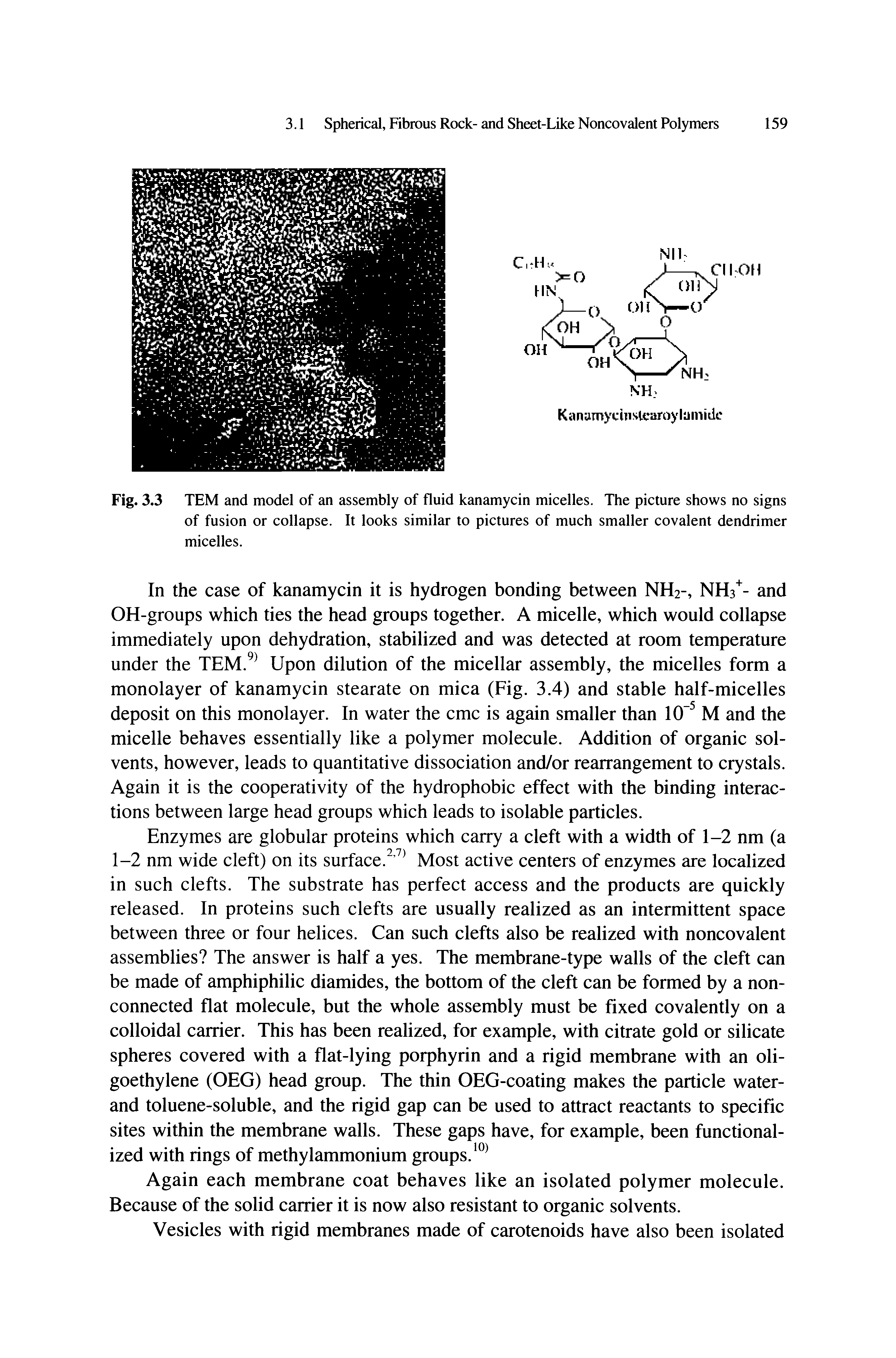 Fig. 3.3 TEM and model of an assembly of fluid kanamycin micelles. The picture shows no signs of fusion or collapse. It looks similar to pictures of much smaller covalent dendrimer micelles.