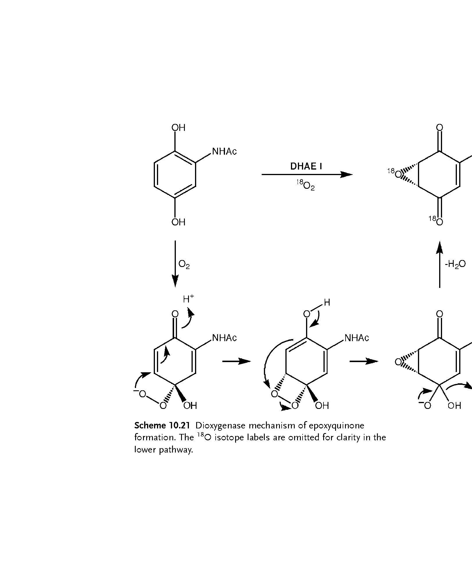 Scheme 10.21 Dioxygenase mechanism of epoxyquinone formation. The 180 isotope labels are omitted for clarity in the lower pathway.