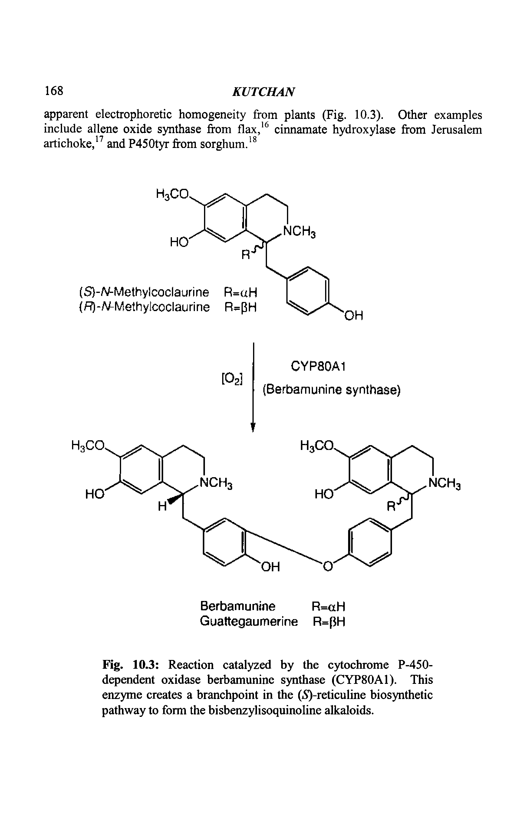 Fig. 10.3 Reaction catalyzed by the cytochrome P-450-dependent oxidase berbamunine synthase (CYP80A1). This enzyme creates a branchpoint in the (5)-reticuline biosynthetic pathway to form the bisbenzylisoquinoline alkaloids.