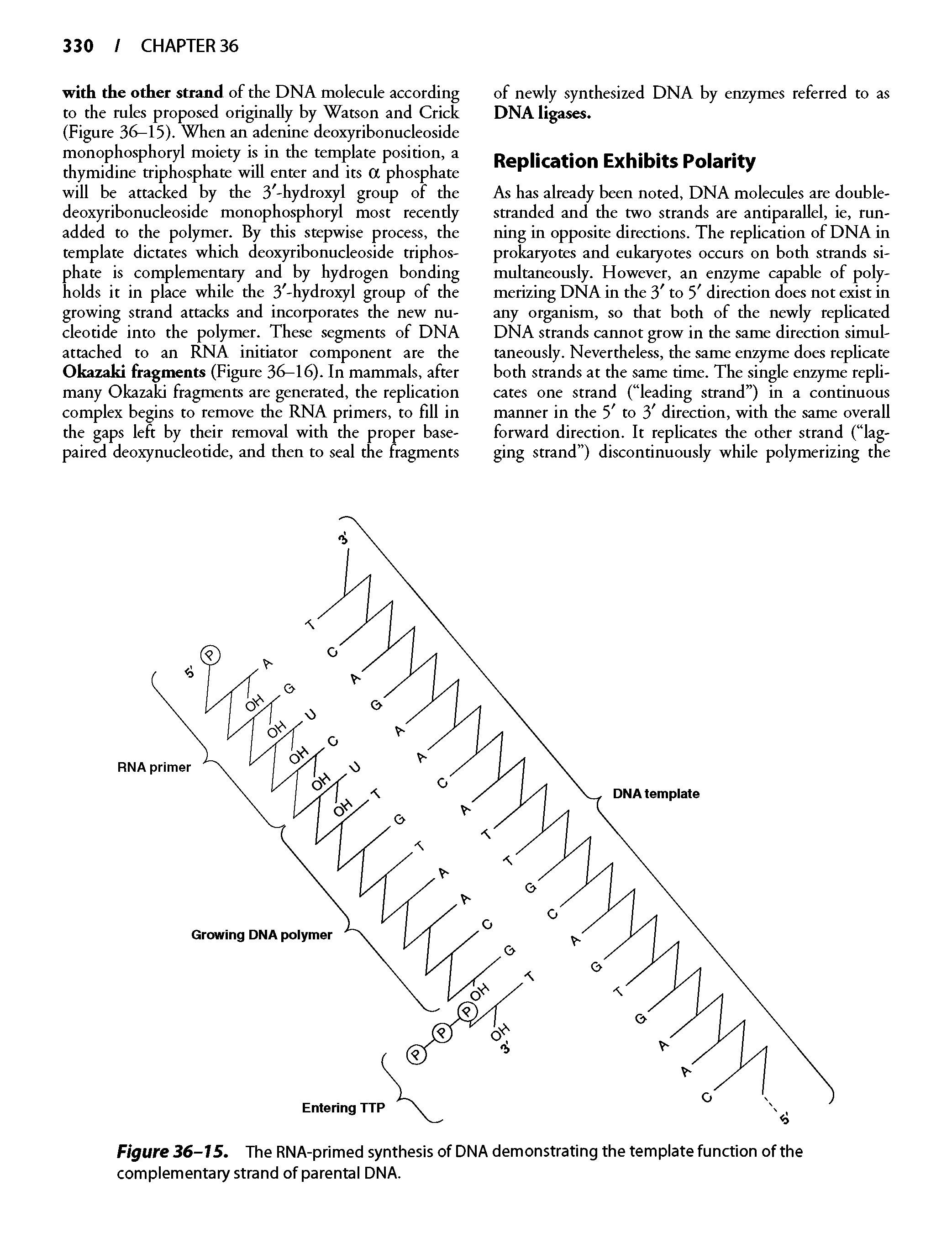 Figure 36-15. The RNA-primed synthesis of DNA demonstrating the template function of the complementary strand of parental DNA.