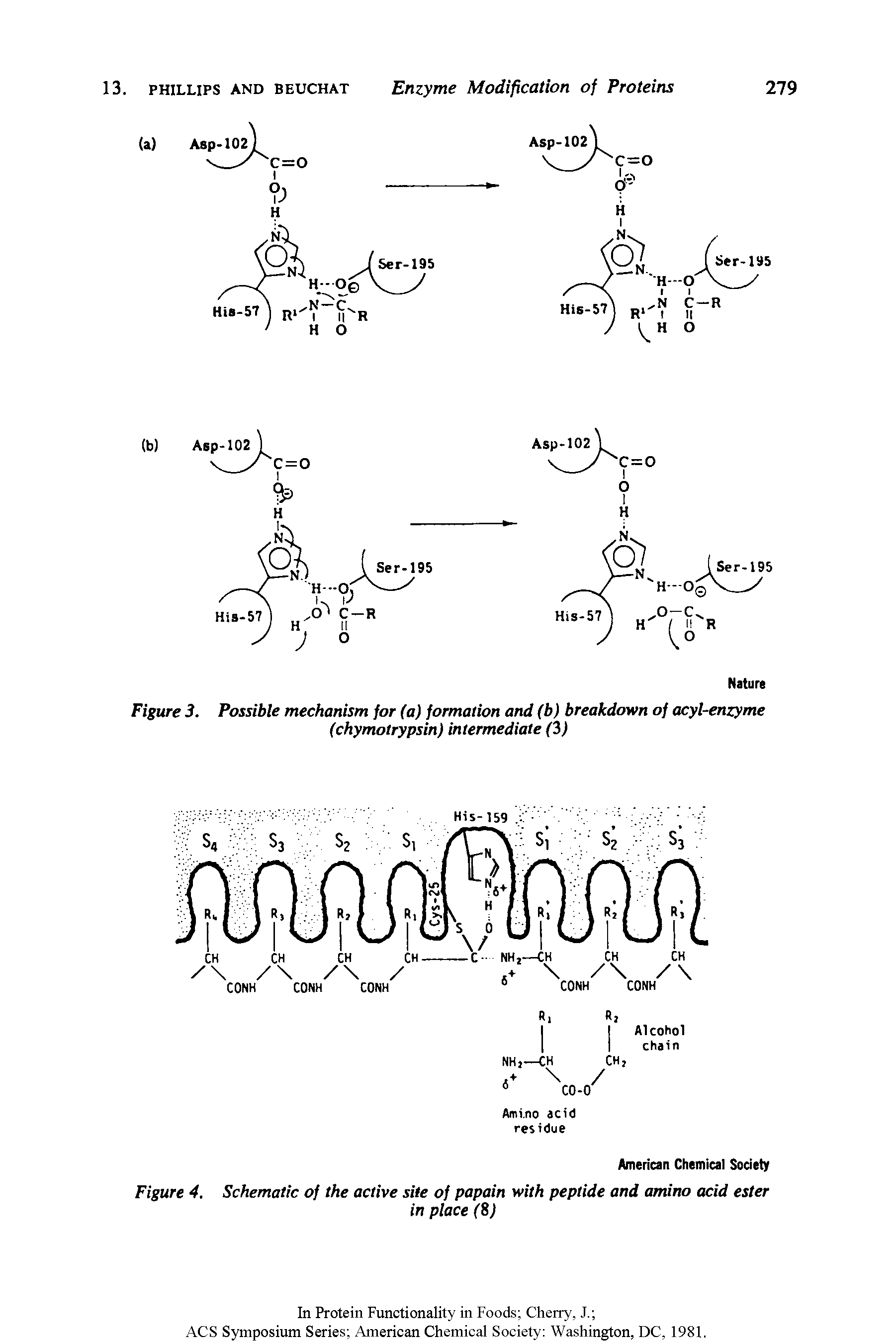 Figure 3. Possible mechanism for (a) formation and (b) breakdown of acyl-enzyme (chymotrypsin) intermediate (3)...