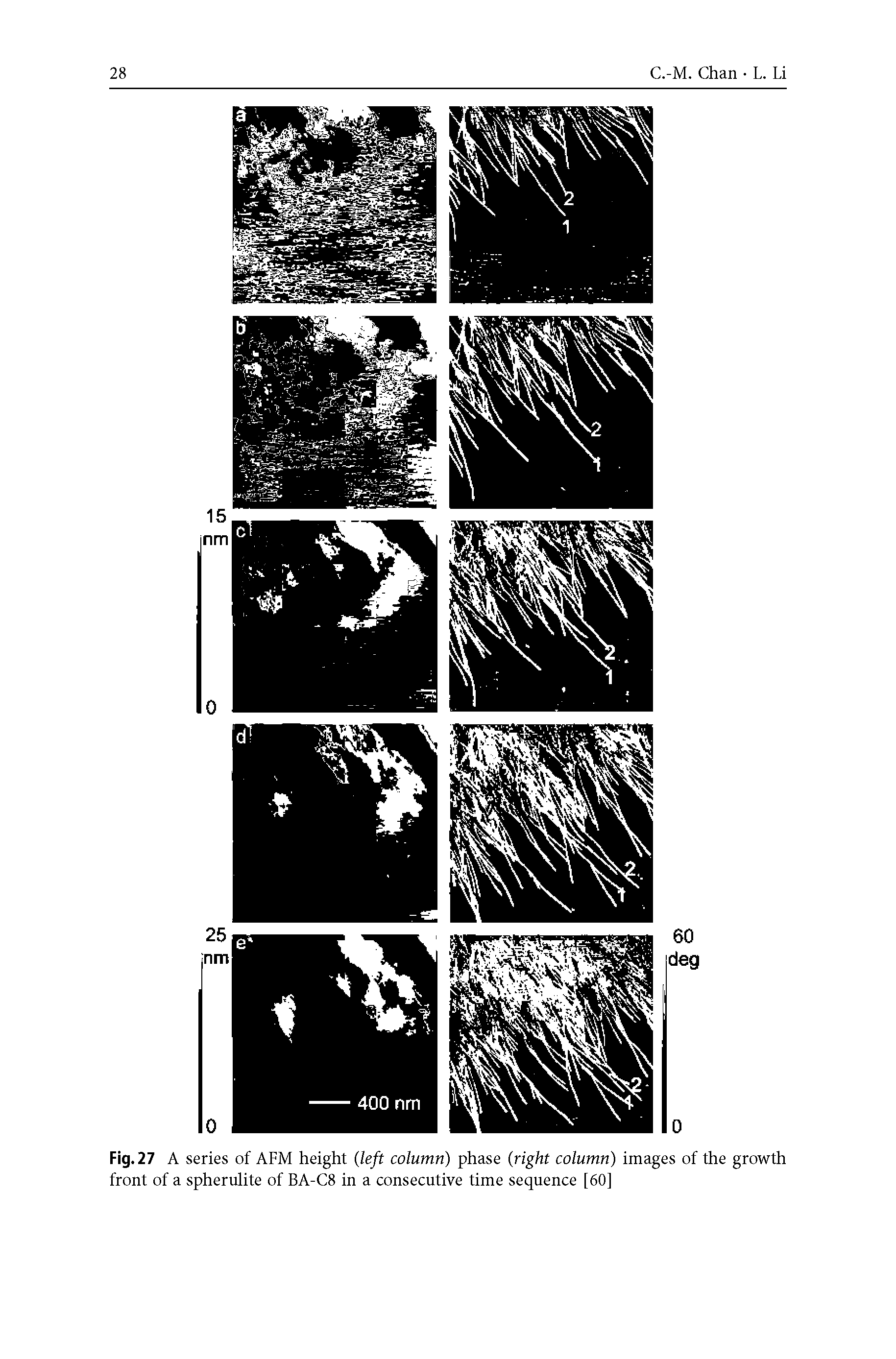 Fig. 27 A series of AFM height (left column) phase (right column) images of the growth front of a spherulite of BA-C8 in a consecutive time sequence [60]...