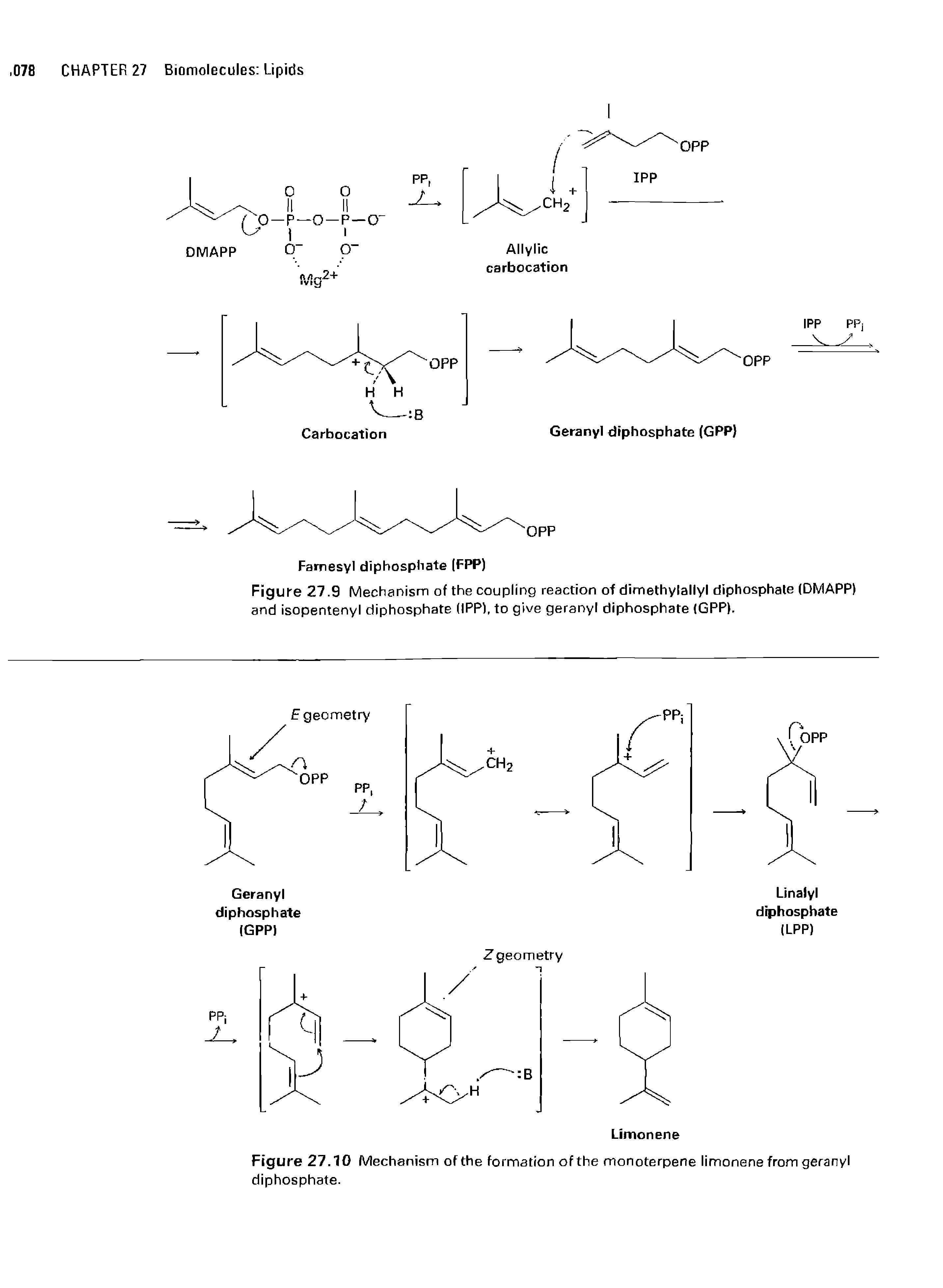 Figure 27.9 Mechanism of the coupling reaction of dimethylallyl diphosphate (DMAPP) and isopentenyl diphosphate (IPP), to give geranyl diphosphate (GPP).