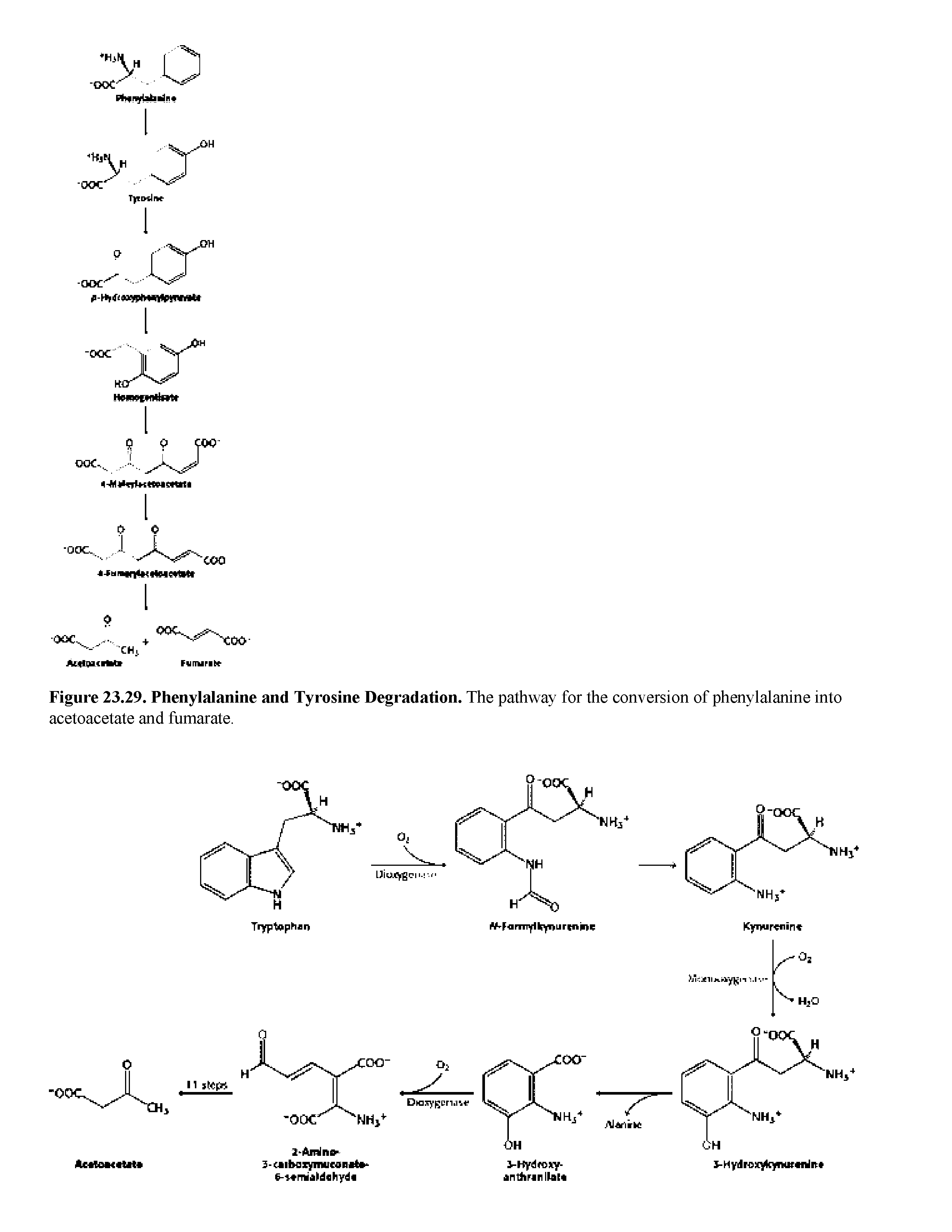 Figure 23.29. Phenylalanine and Tyrosine Degradation. The pathway for the conversion of phenylalanine into acetoacetate and fumarate.