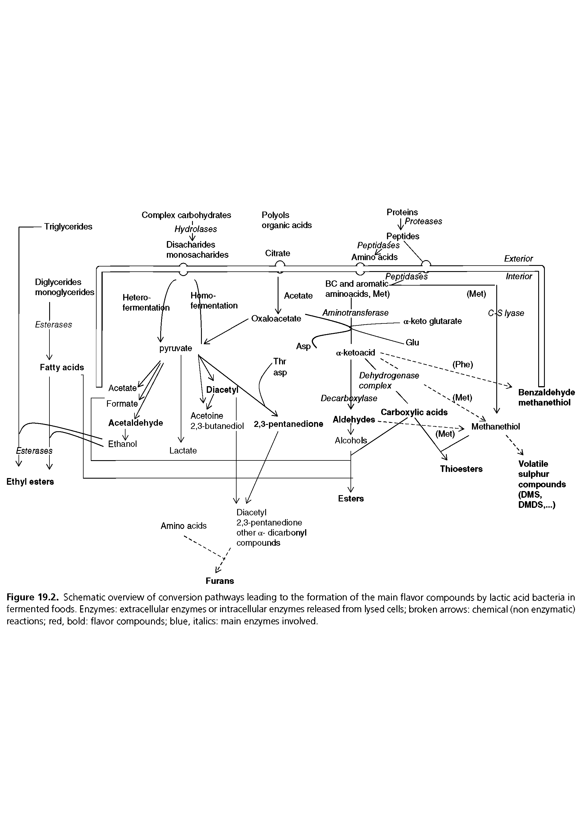 Figure 19.2. Schematic overview of conversion pathways ieading to the formation of the main fiavor compounds by iactic acid bacteria in fermented foods. Enzymes extraceiiuiar enzymes or intraceiiuiar enzymes reieased from iysed ceiis broken arrows chemicai (non enzymatic) reactions red, boid fiavor compounds biue, itaiics main enzymes invoived.