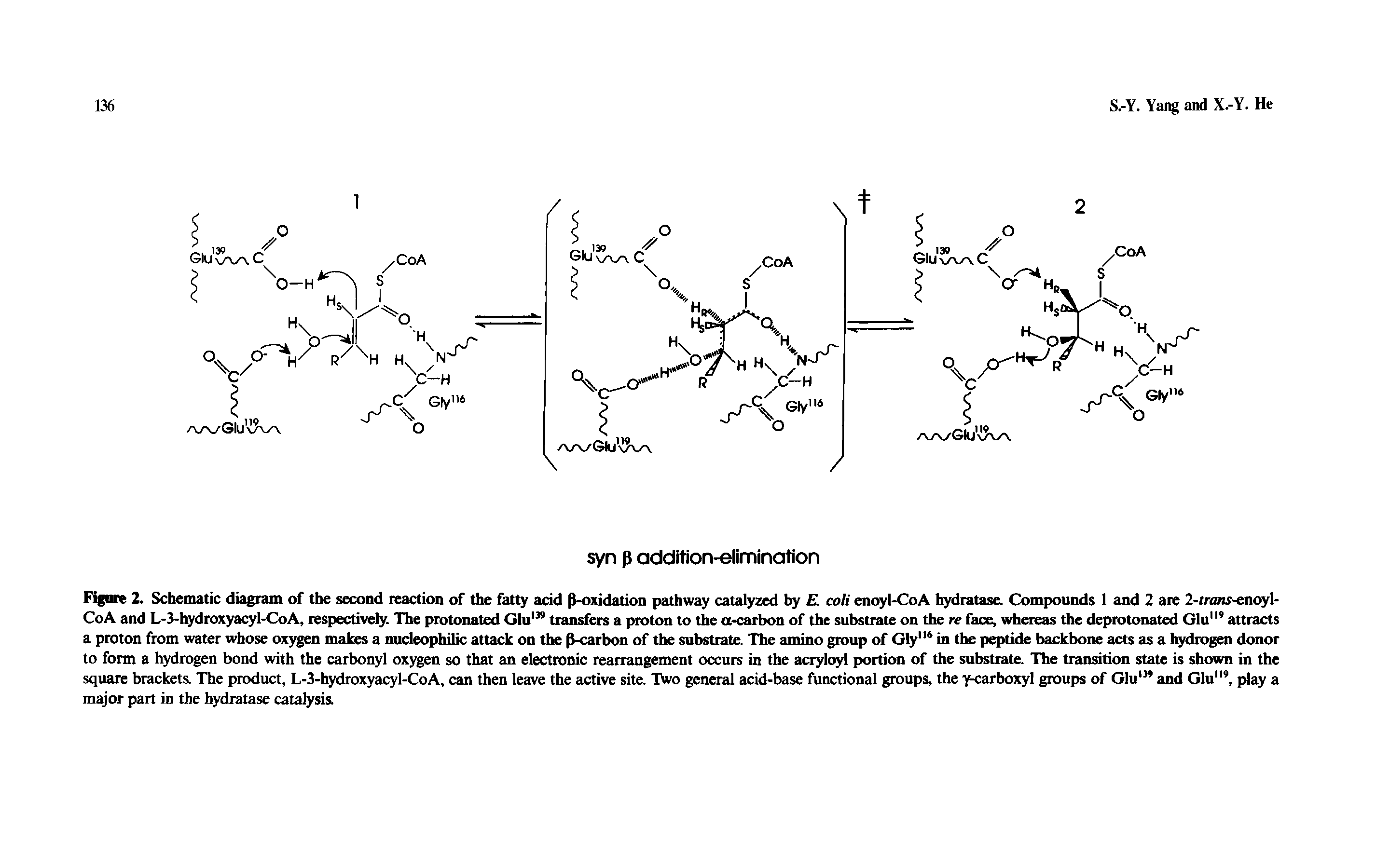Figure 2. Schematic diagram of the second reaction of the fatty acid P-oxidation pathway catalyzed by co/i enoyl-CoA hydratase. Compounds 1 and 2 are 2-mmr-enoyl-CoA and L-3-hydroxyacyl-CoA, respectively. The protonated Glu transfers a proton to the a carbon of the substrate on the re face, whereas the deprotonated Glu" attracts a proton from water whose oxygen makes a nudeopbilic attack on the P-carbon of the substrate. The amino group of Gly" in the peptide backbone acts as a l rogen donor to form a hydrogen bond with the carbonyl oxygen so that an electronic rearrangement occurs in the acryloyl portion of the sul trate. The transition state is shown in the square brackets The product, L-3-hydroxyacyl-CoA, can then leave the active site. Two general acid-base functional groups, the ycarboxyl groups of Glu and Glu , play a major part in the hydratase catalysis...