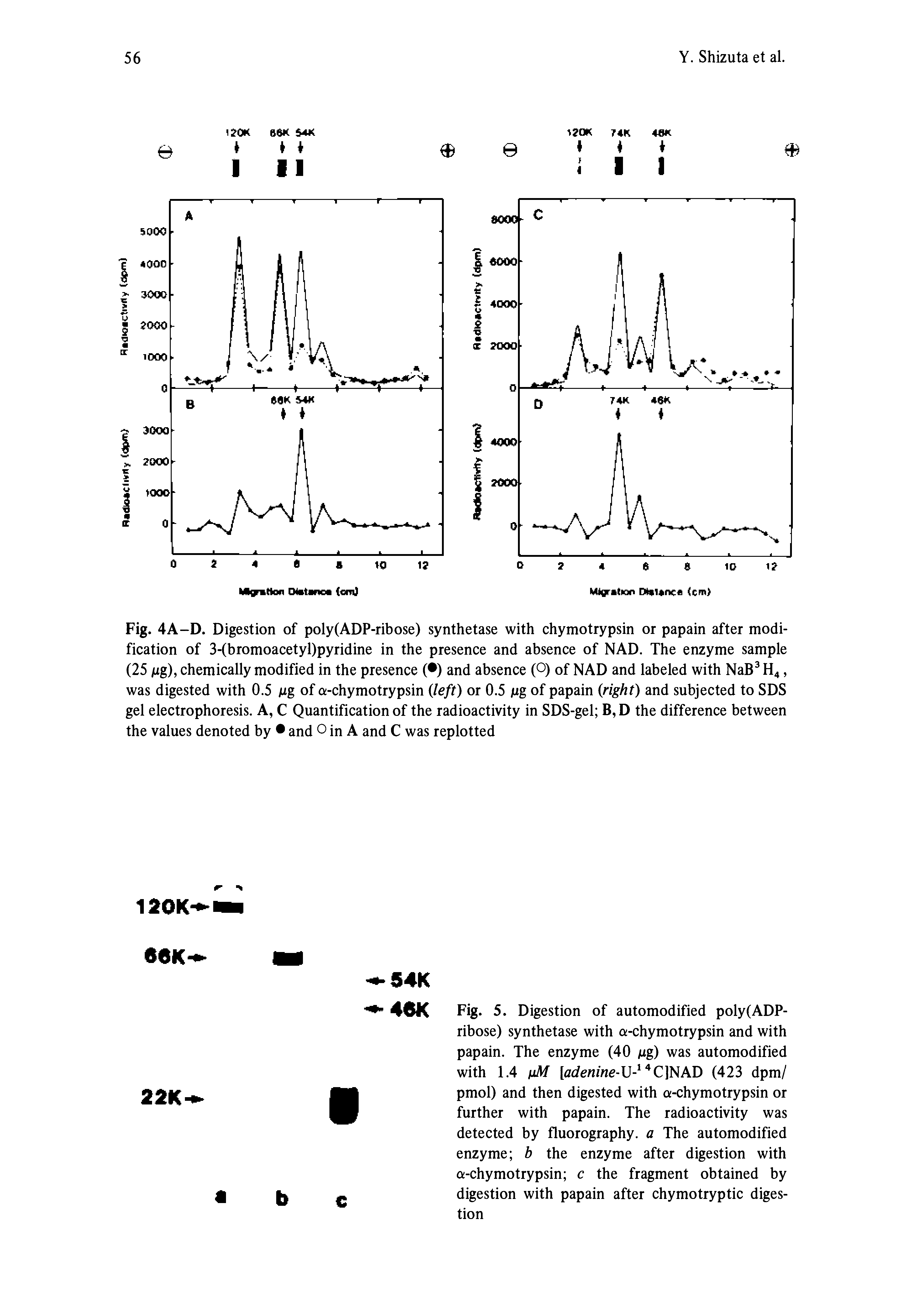 Fig. 4A-D. Digestion of poly(ADP-ribose) synthetase with chymotrypsin or papain after modification of 3-(bromoacetyl)pyridine in the presence and absence of NAD. The enzyme sample (25 jug), chemically modified in the presence ( ) and absence (O) of NAD and labeled with NaB H4, was digested with 0.5 Mg of a-chymotrypsin (left) or 0.5 jug of papain (right) and subjected to SDS gel electrophoresis. A, C Quantification of the radioactivity in SDS-gel B, D the difference between the values denoted by and O in A and C was replotted...