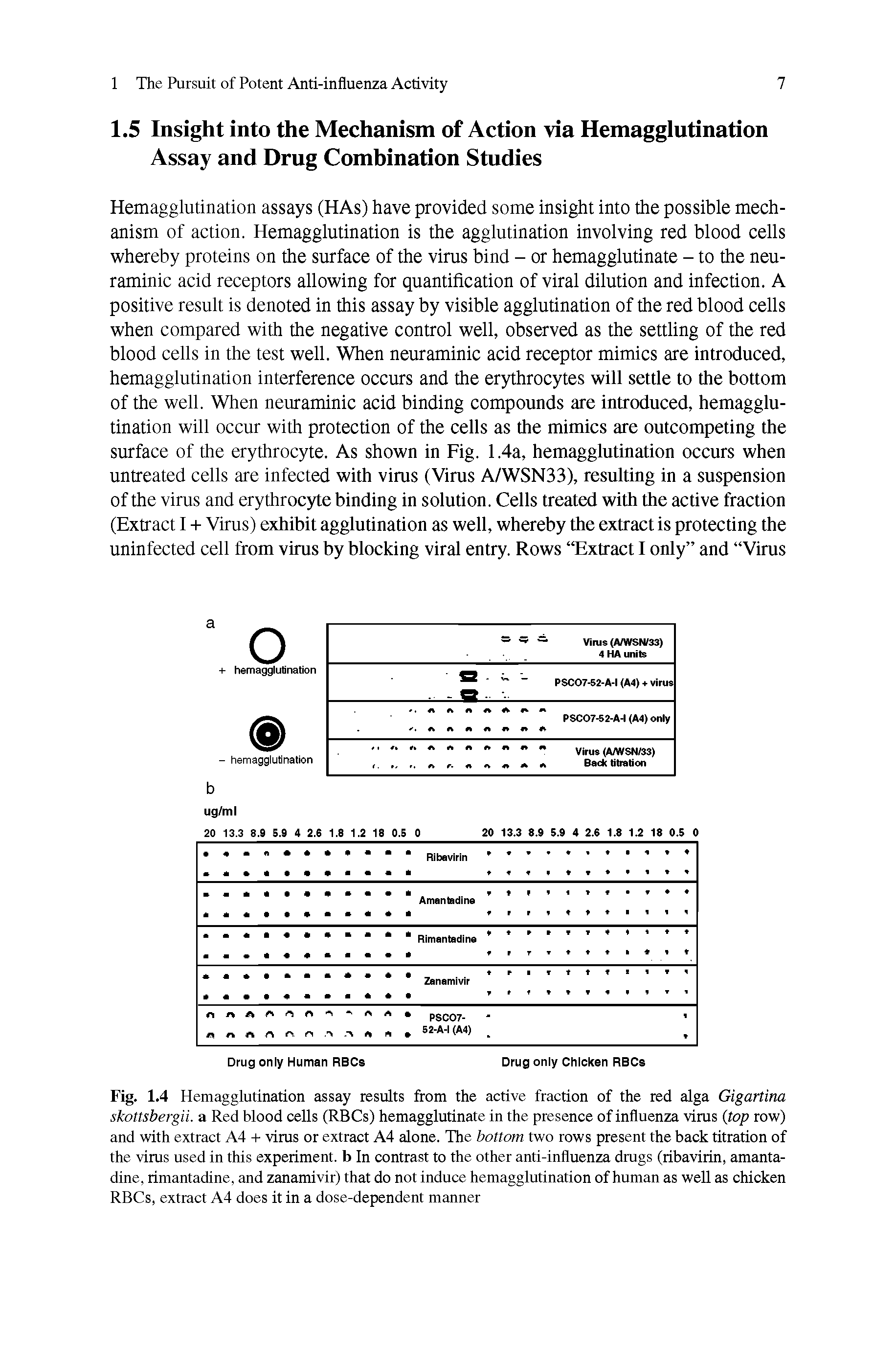 Fig. 1.4 Hemagglutination assay results from the active fraction of the red alga Gigartina skottsbergii. a Red blood cells (RBCs) hemagglutinate in the presence of influenza virus top row) and with extract A4 -t- virus or extract A4 alone. The bottom two rows present the back titration of the virus used in this experiment, b In contrast to the other anti-influenza drugs (ribavirin, amantadine, rimantadine, and zanamivir) that do not induce hemagglutination of human as well as chicken RBCs, extract A4 does it in a dose-dependent manner...