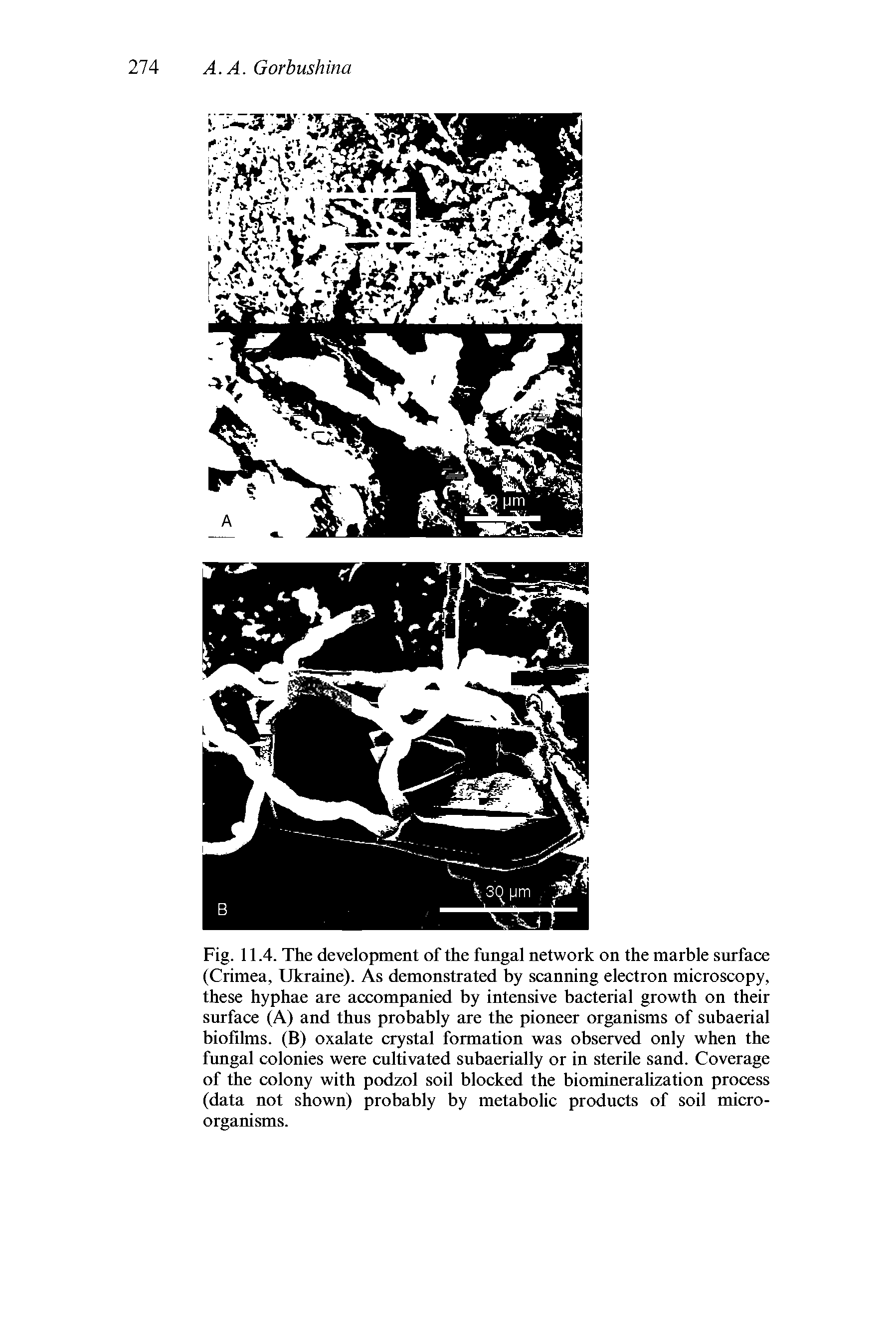 Fig. 11.4. The development of the fungal network on the marble surface (Crimea, Ukraine). As demonstrated by scanning electron microscopy, these hyphae are accompanied by intensive bacterial growth on their surface (A) and thus probably are the pioneer organisms of subaerial biofilms. (B) oxalate crystal formation was observed only when the fungal colonies were cultivated subaerially or in sterile sand. Coverage of the colony with podzol soil blocked the biomineralization process (data not shown) probably by metabolic products of soil microorganisms.