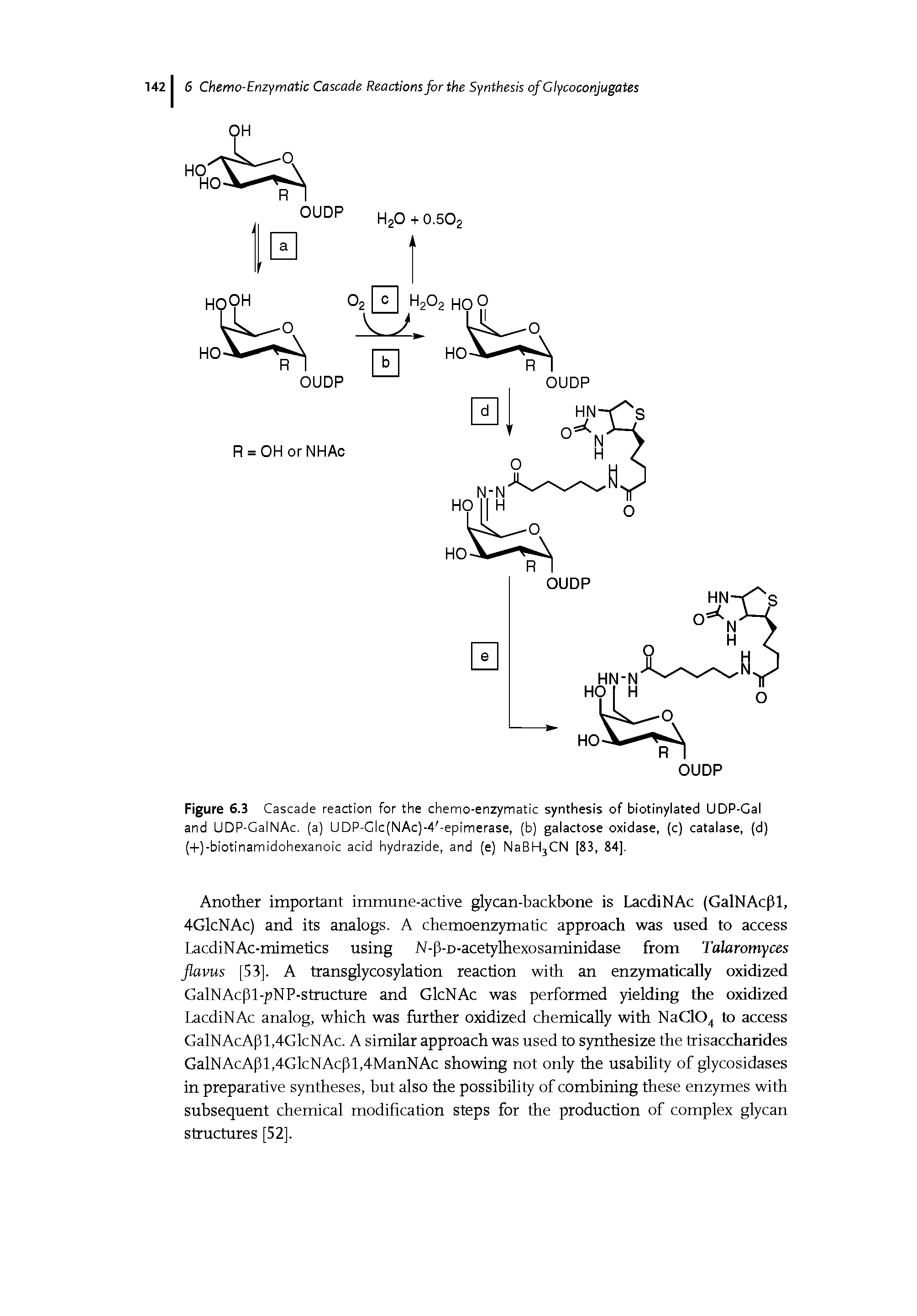 Figure 6.3 Cascade reaction for the chemo-enzymatic synthesis of biotinylated UDP-Cal and UDP-GalNAc. (a) UDP-Glc(NAc)-4 -epimerase, (b) galactose oxidase, (c) catalase, (d)...