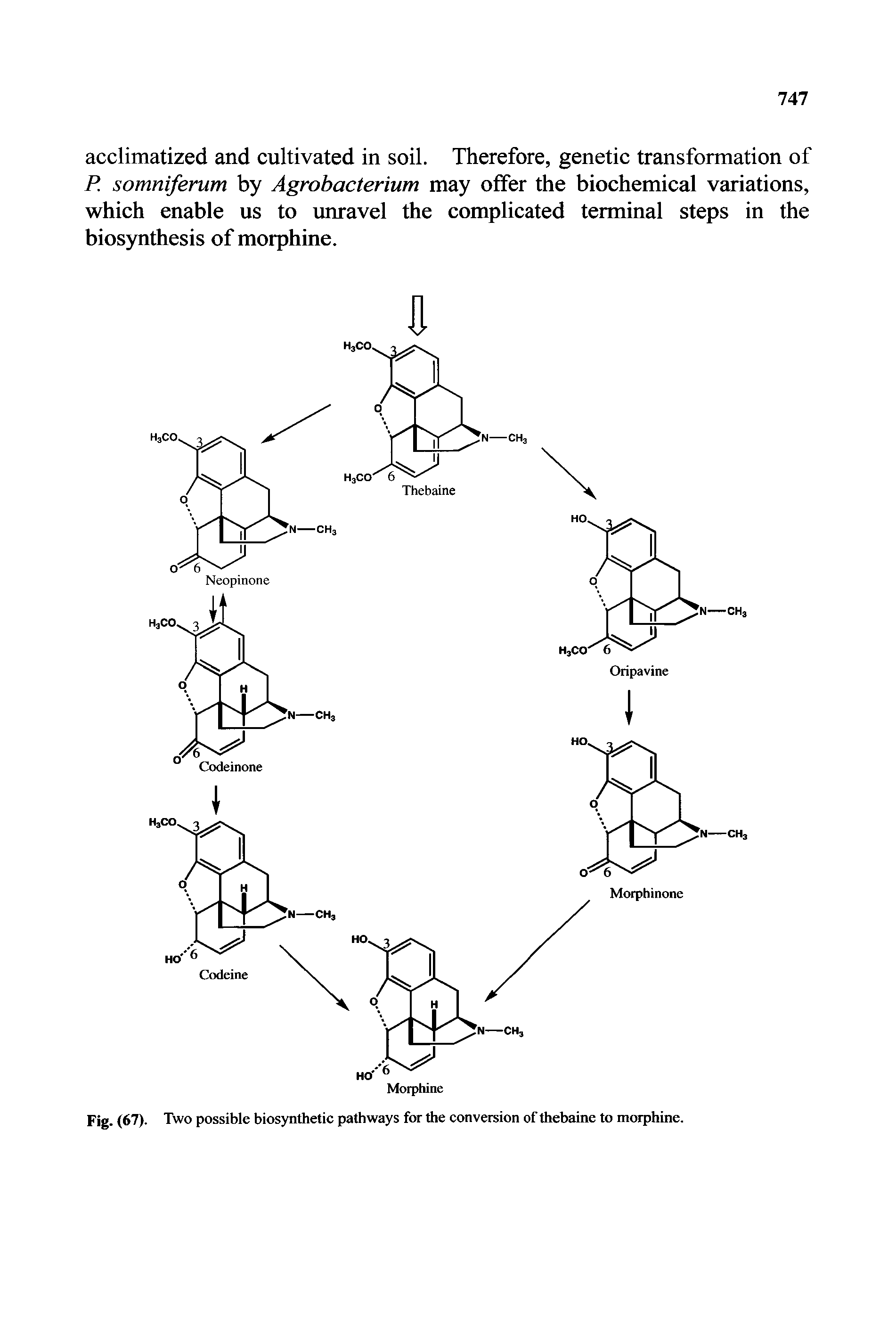 Fig. (67). Two possible biosynthetic pathways for the conversion of thebaine to morphine.