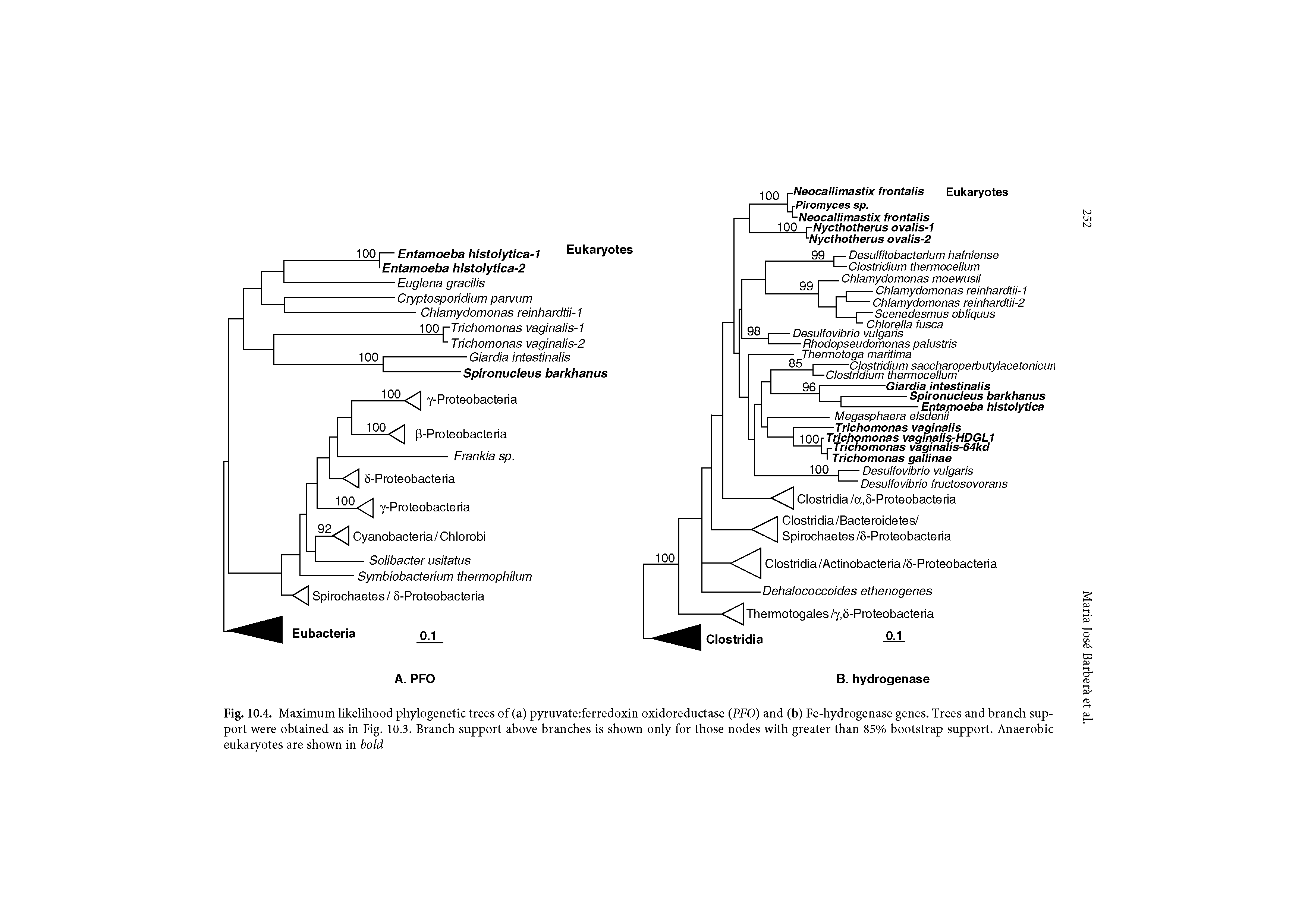 Fig. 10.4. Maximum likelihood phylogenetic trees of (a) pyruvate ferredoxin oxidoreductase (PFO) and (b) Fe-hydrogenase genes. Trees and branch support were obtained as in Fig. 10.3. Branch support above branches is shown only for those nodes with greater than 85% bootstrap support. Anaerobic eukaryotes are shown in bold...