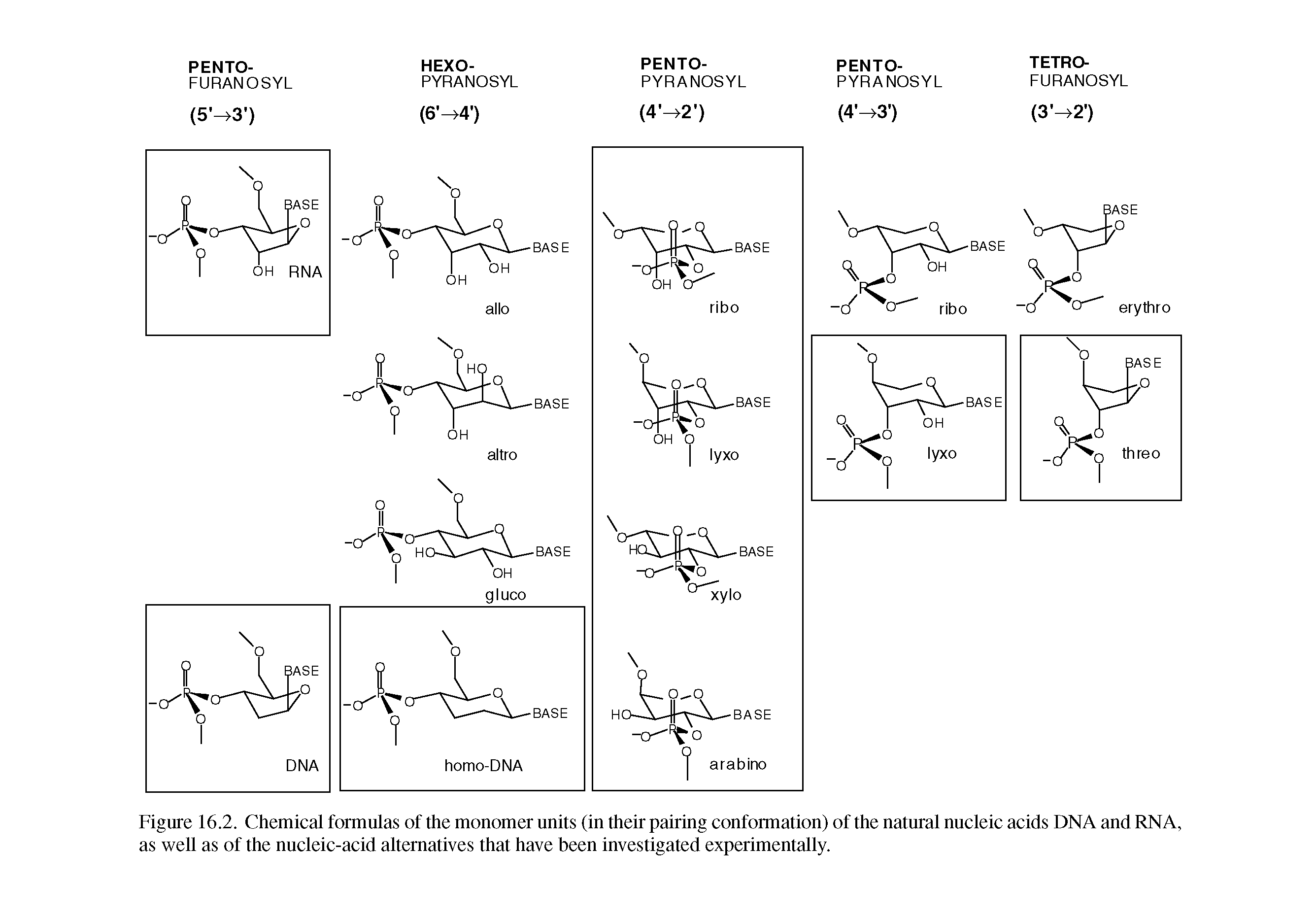 Figure 16.2. Chemical formulas of the monomer units (in their pairing conformation) of the natural nucleic acids DNA and RNA, as well as of the nucleic-acid alternatives that have been investigated experimentally.