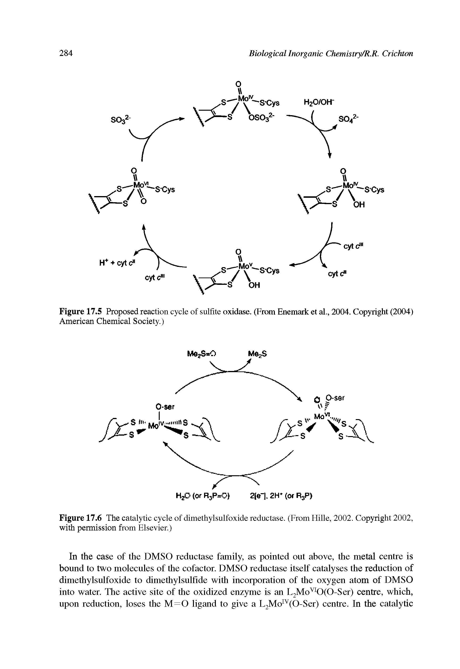 Figure 17.5 Proposed reaction cycle of sulfite oxidase. (From Enemark et al., 2004. Copyright (2004) American Chemical Society.)...