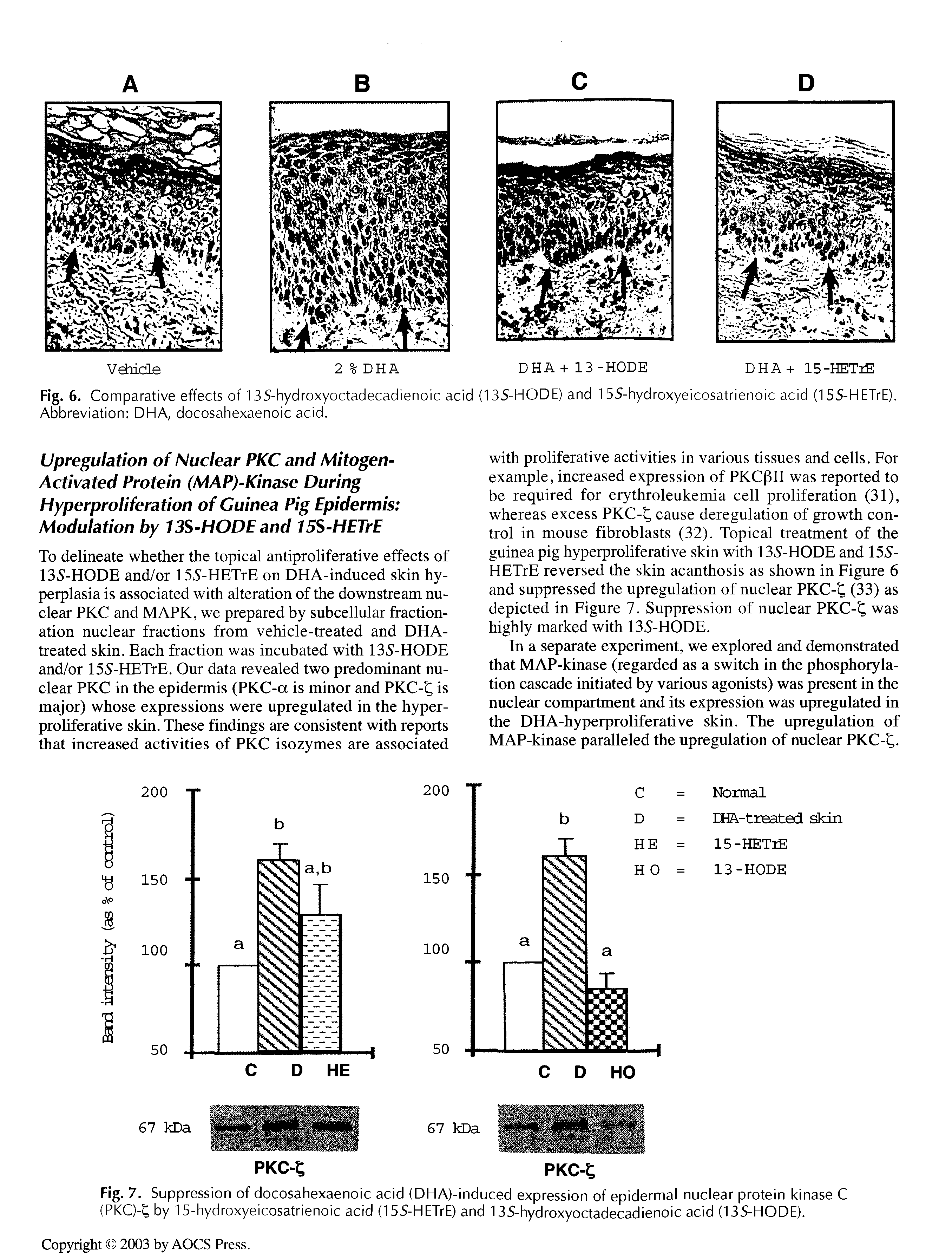 Fig. 6. Comparative effects of 135-hydroxyoctadecadienoic acid (135-HODE) and 15S-hydroxyeicosatrienoic acid (155-HETrE). Abbreviation DHA, docosahexaenoic acid.